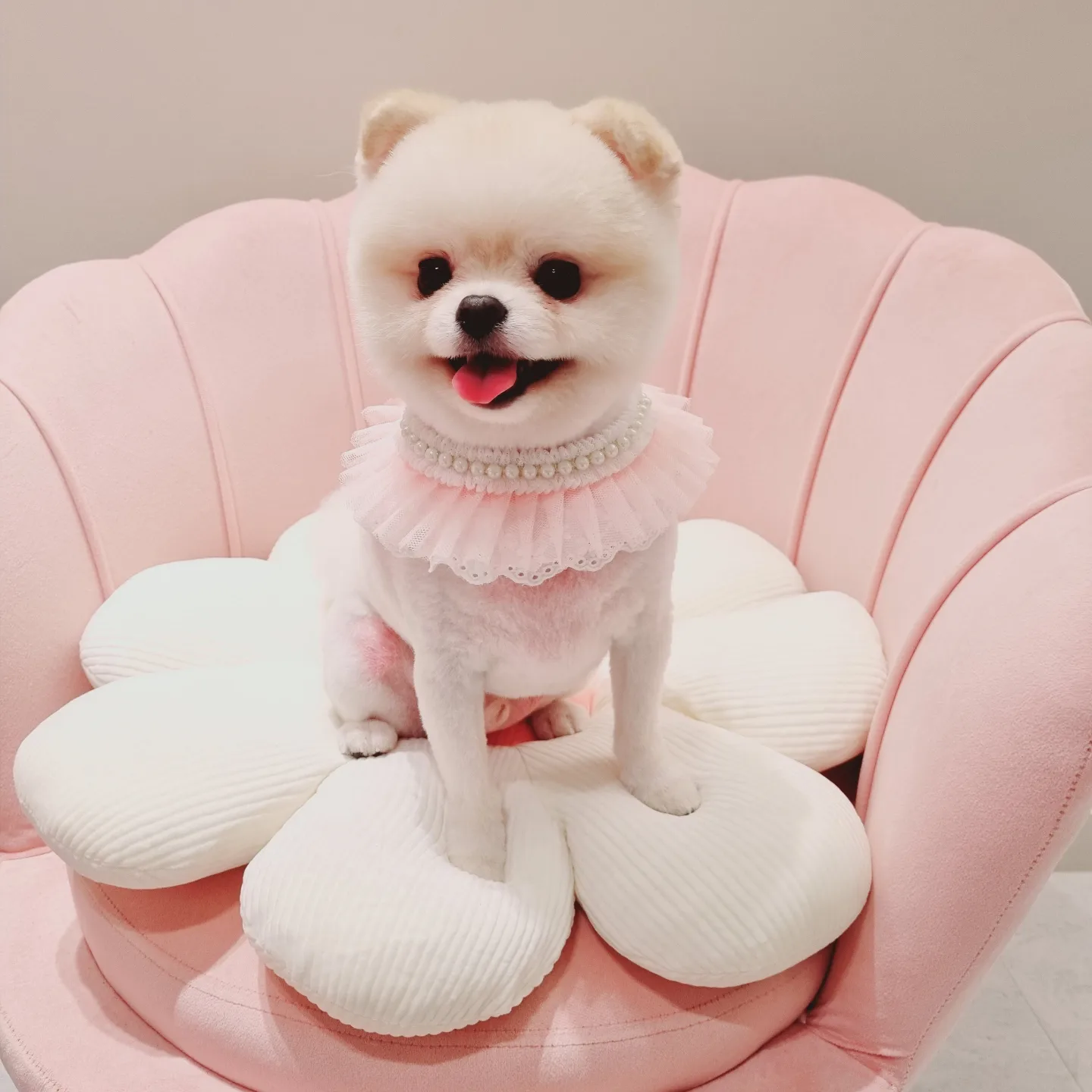 몽블링애견샵 대표 이미지