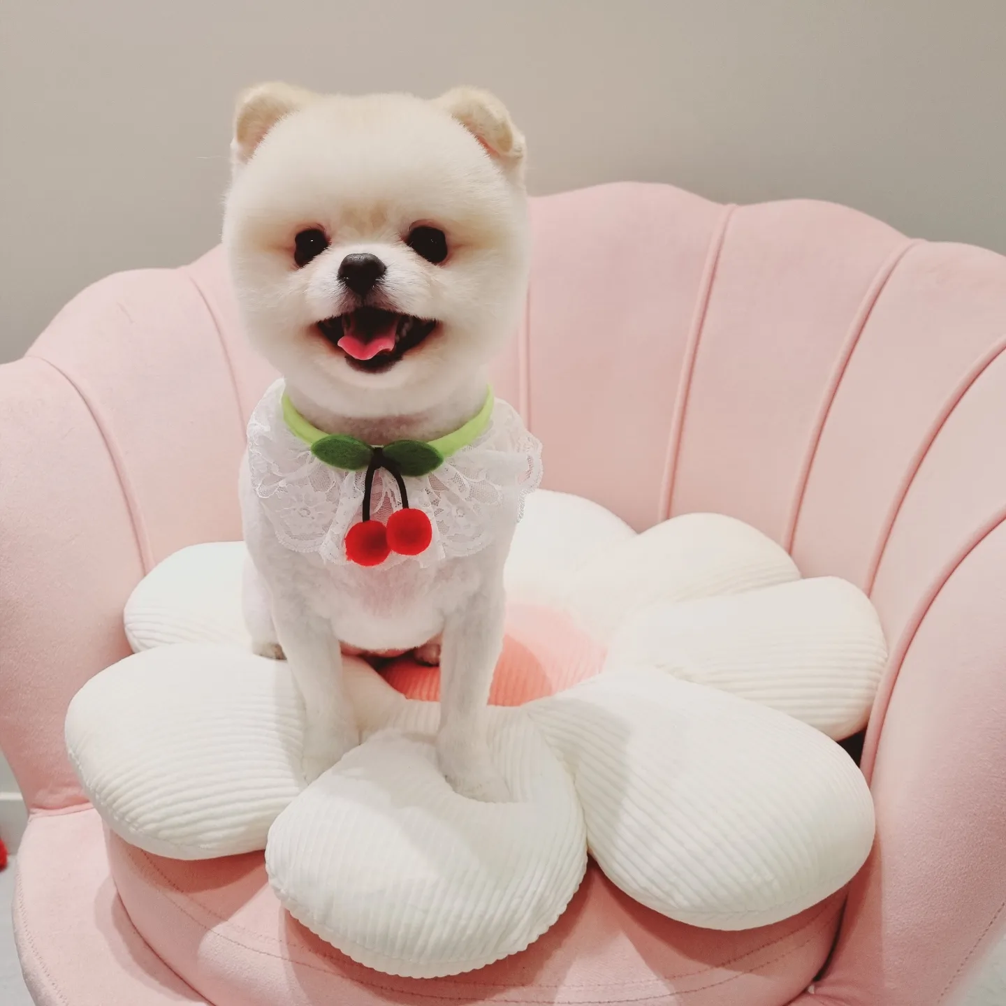 몽블링애견샵 대표 이미지