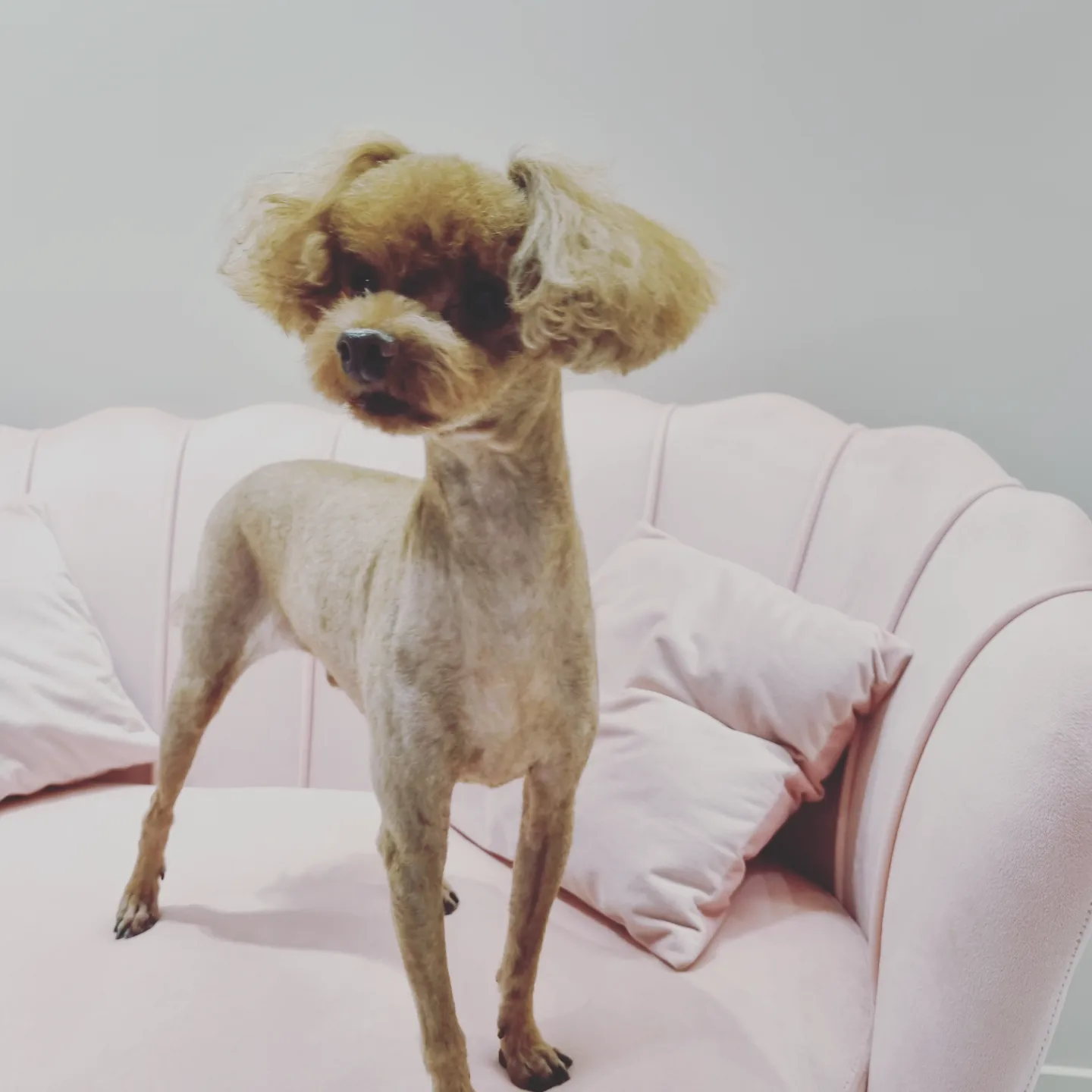몽블링애견샵 대표 이미지
