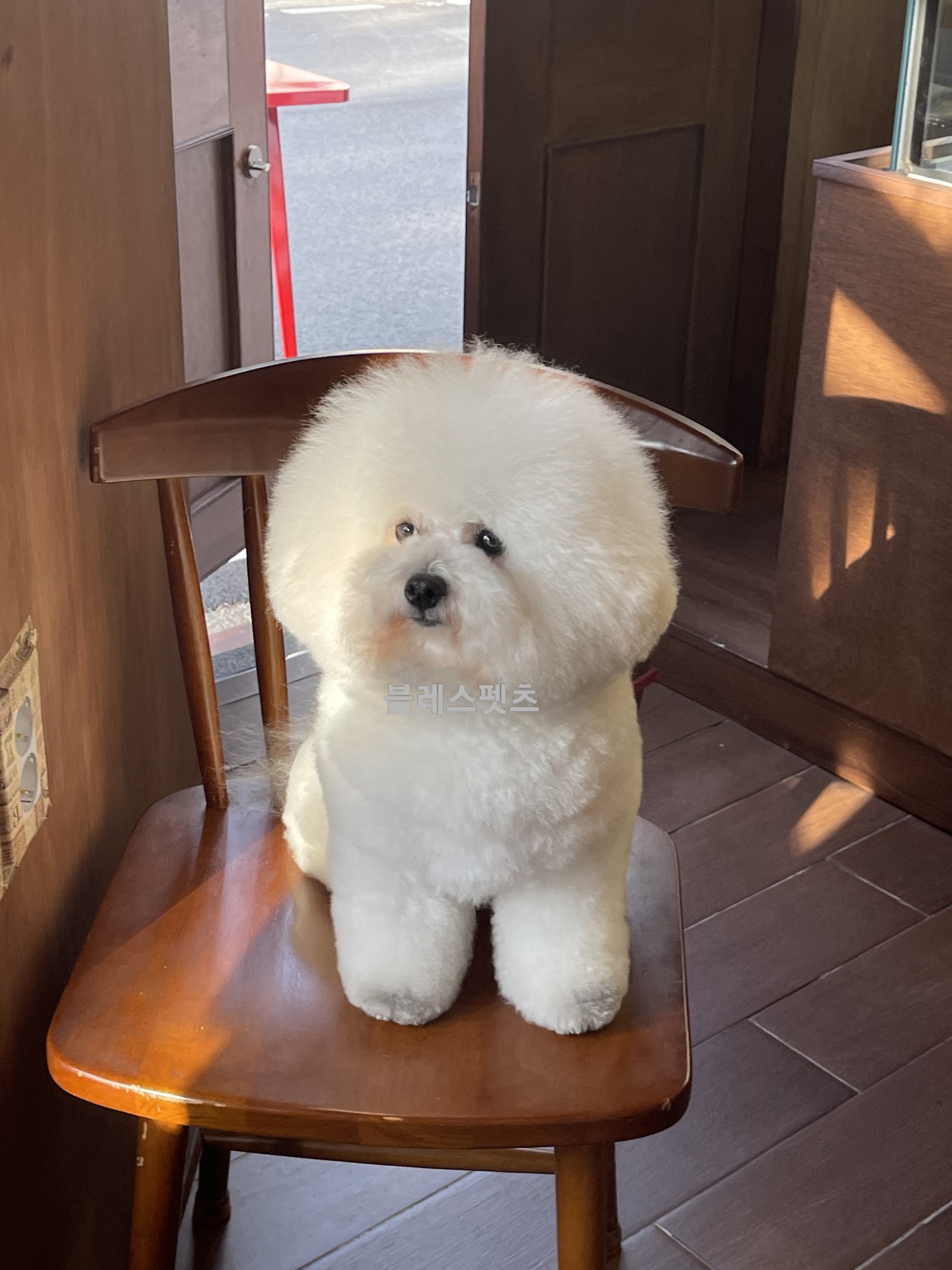 블리스펫츠
