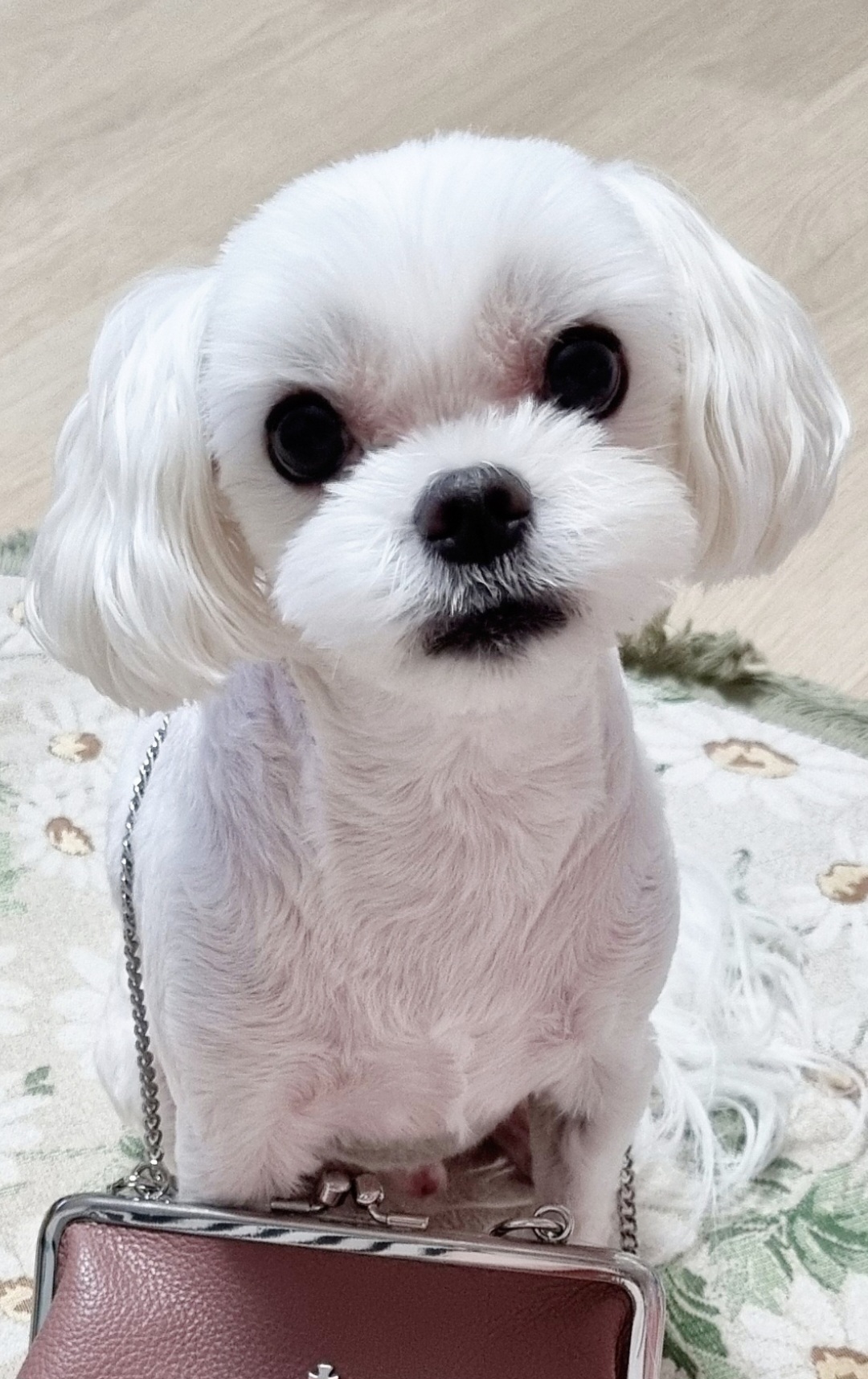 로얄도그 대표 이미지