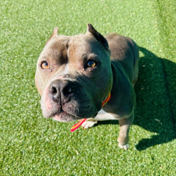 컴투펫위탁보호센터 수원점 대표 이미지