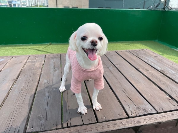 컴투펫위탁보호센터 수원점 대표 이미지