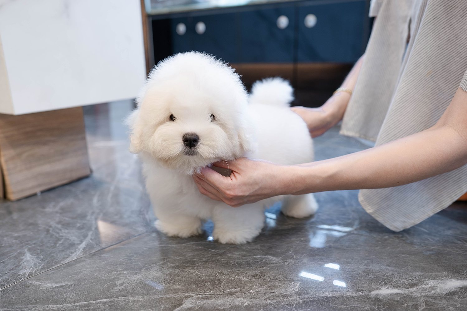 프리미엄펫