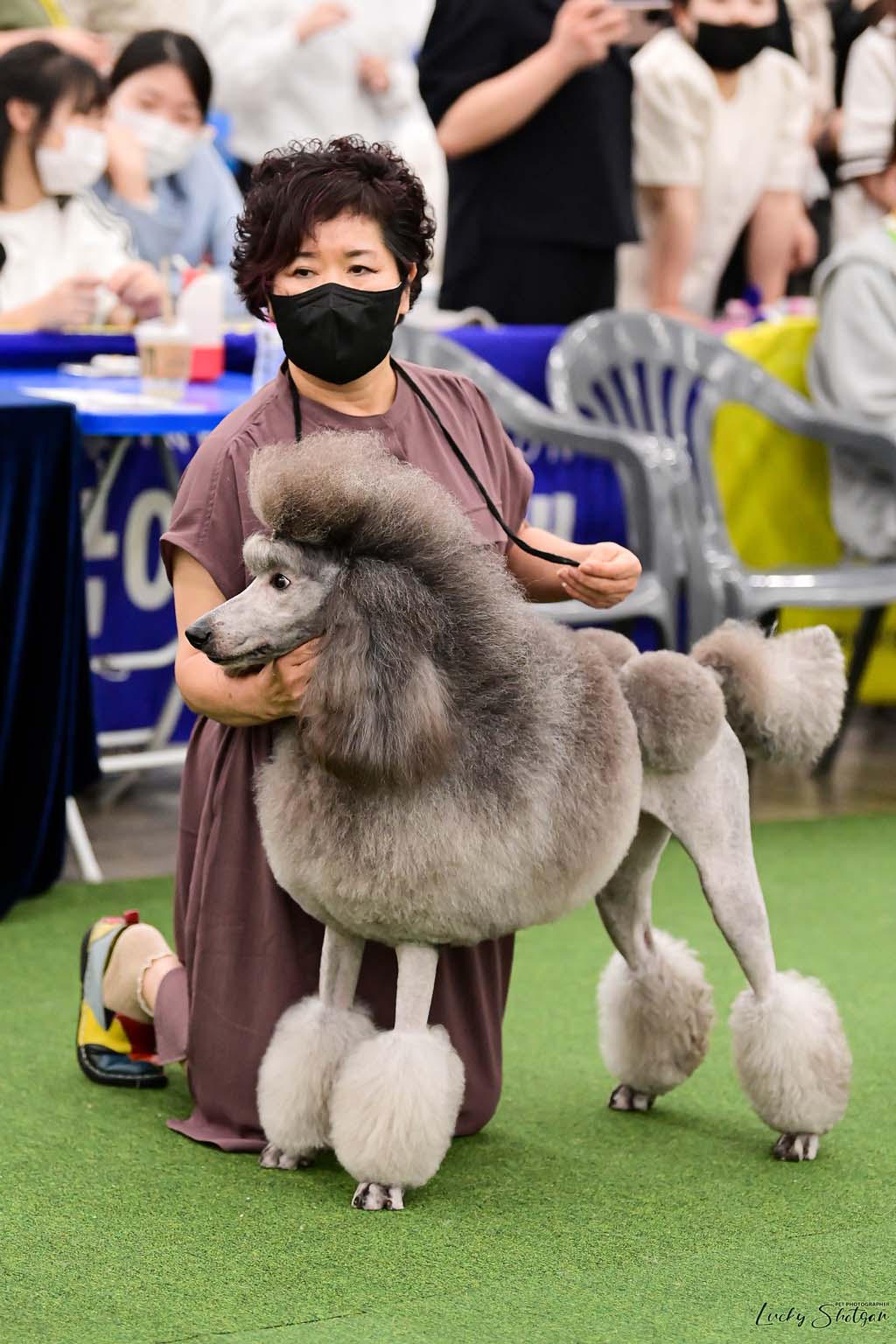 푸들사랑