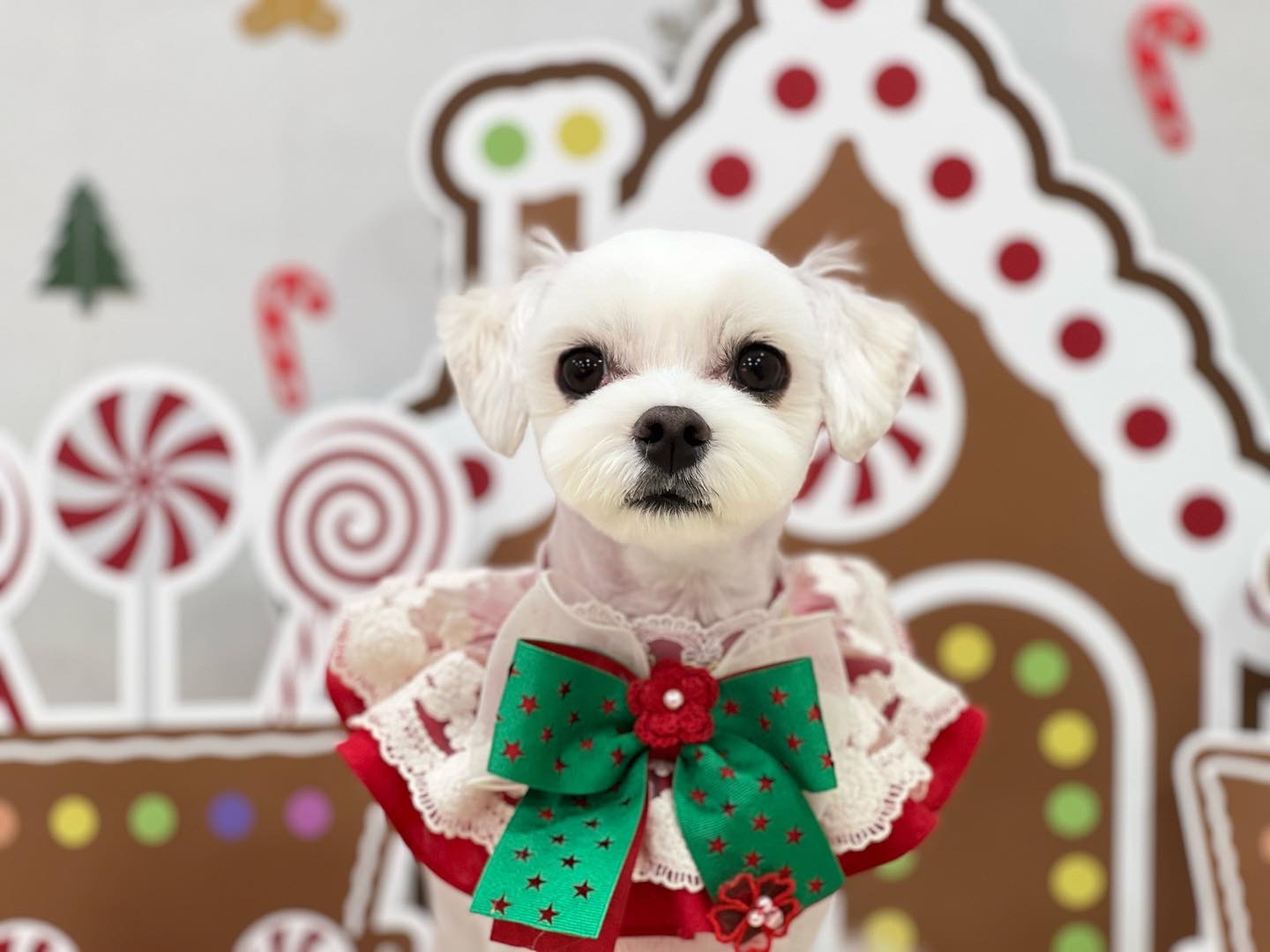 늘사랑스럽개 첨단점 전경