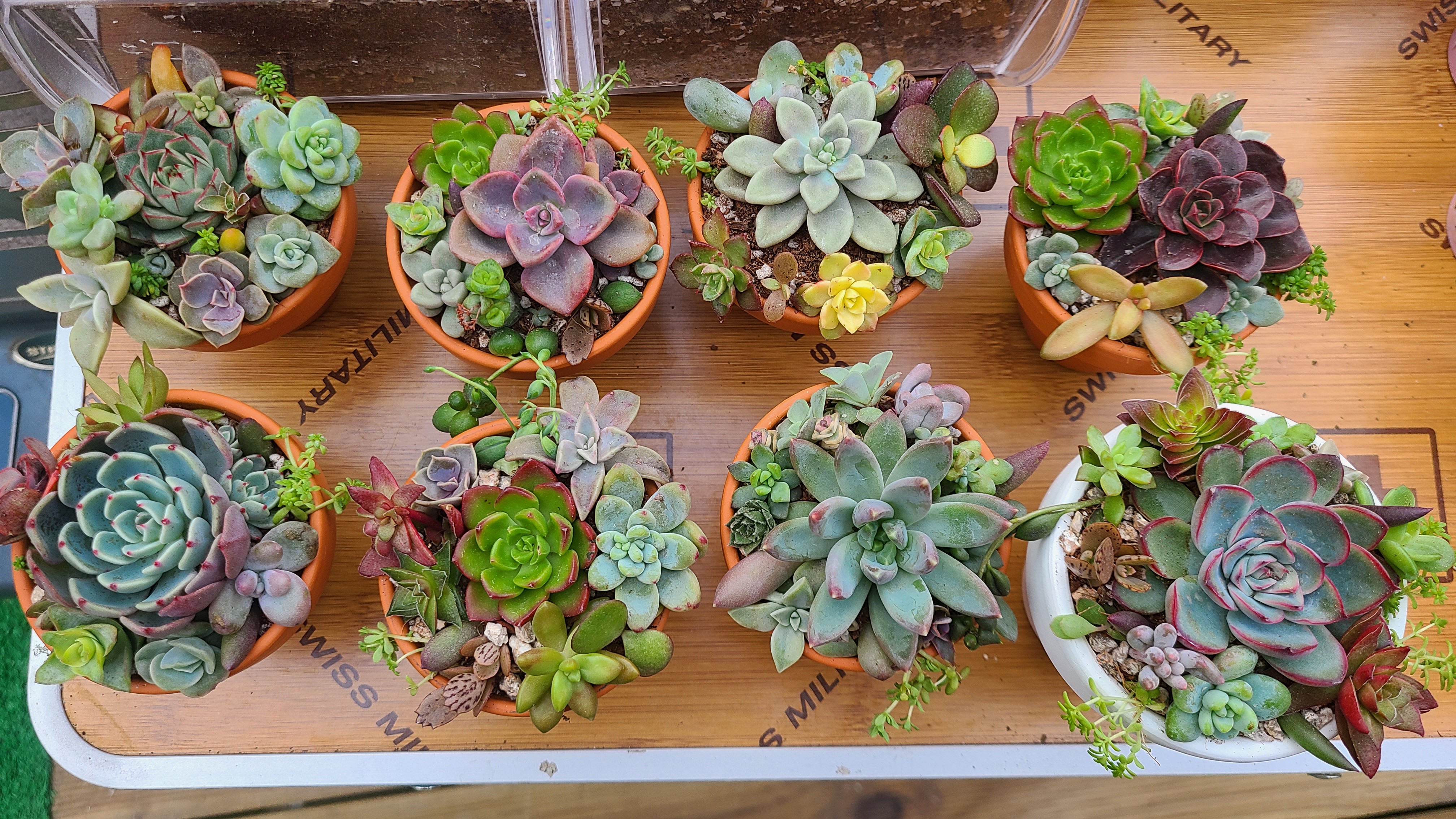 엉터리다육맘농원