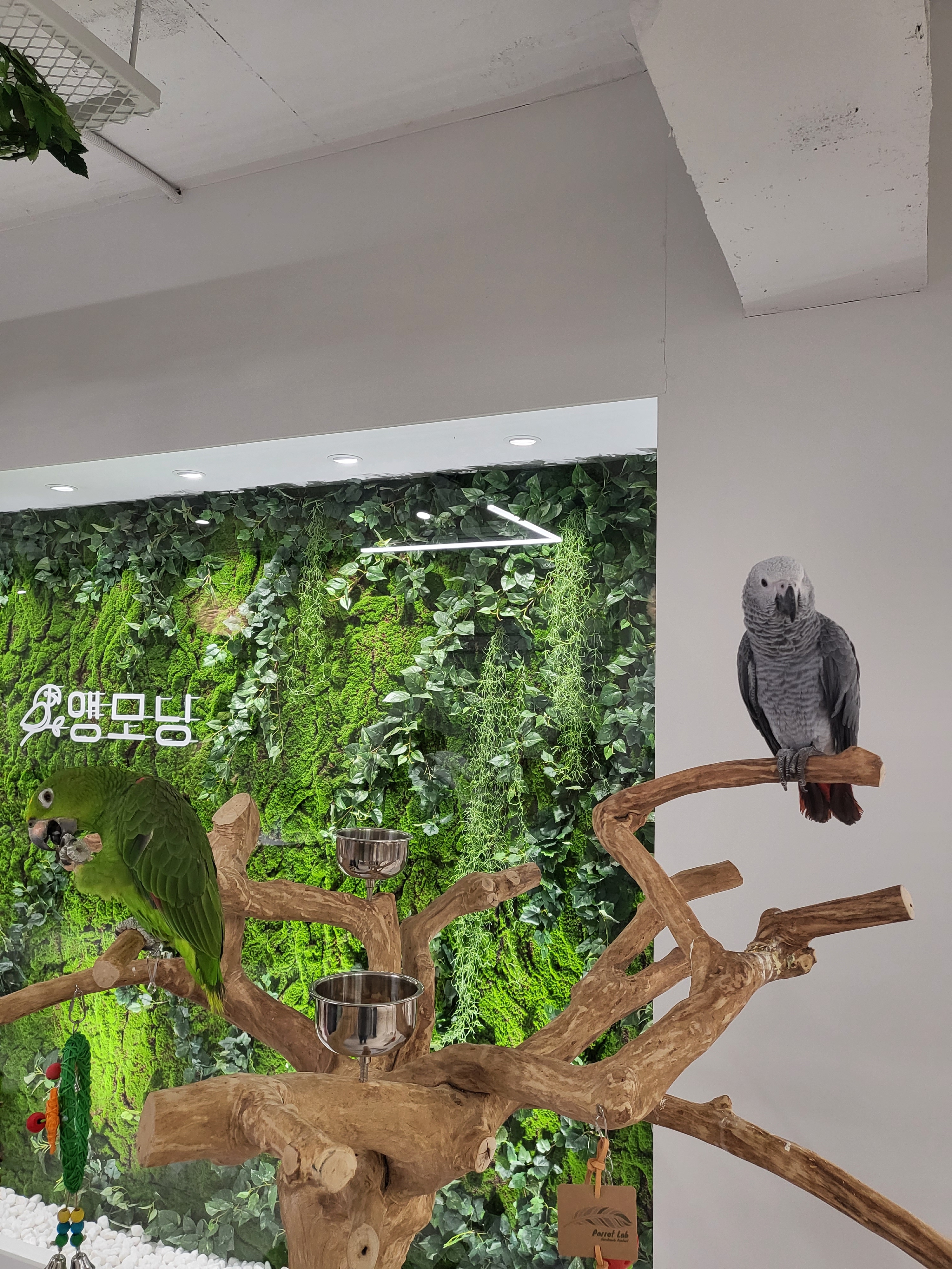 앵모닝 앵무새카페 2