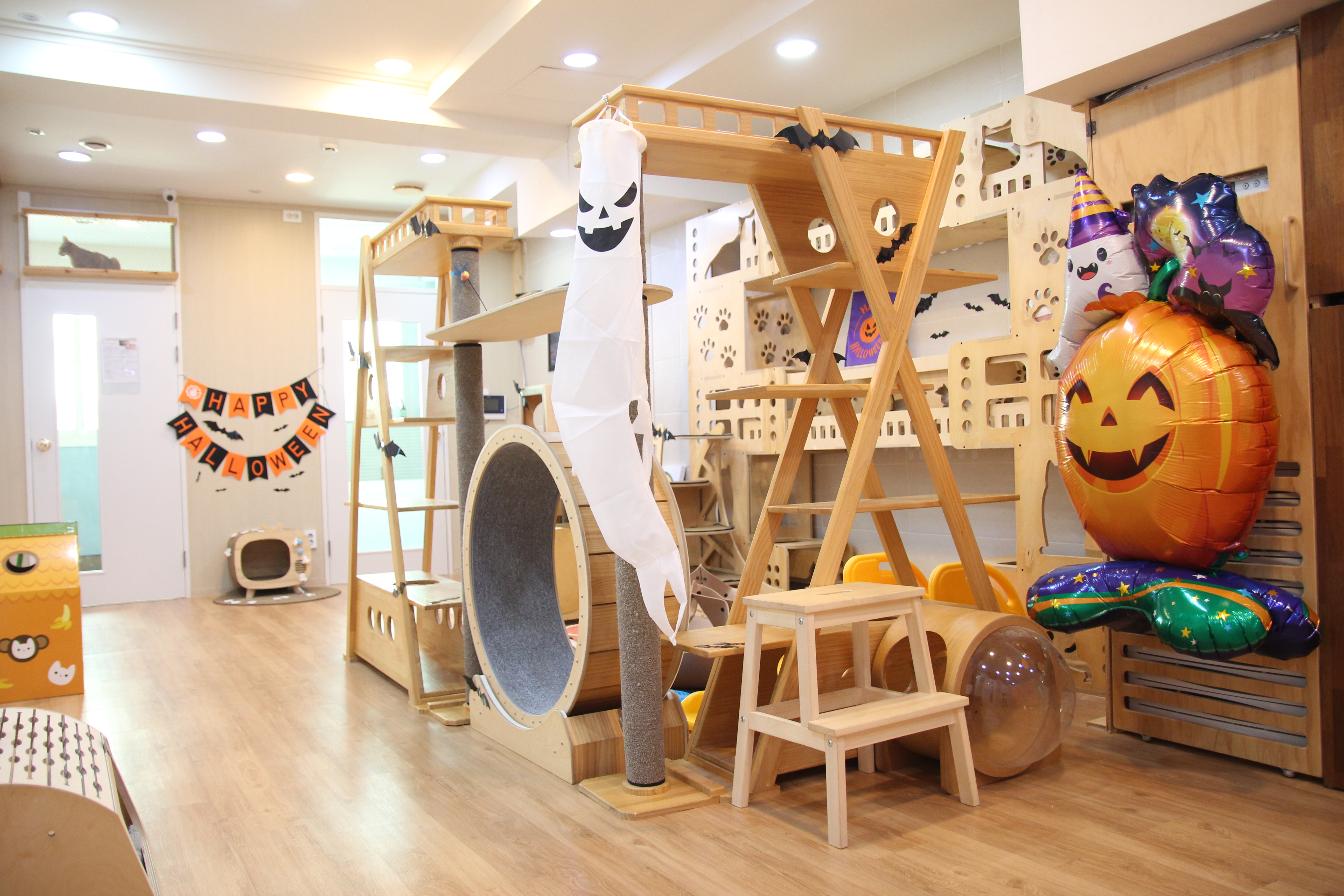 고양이호텔 캣츠아일랜드 대표 이미지