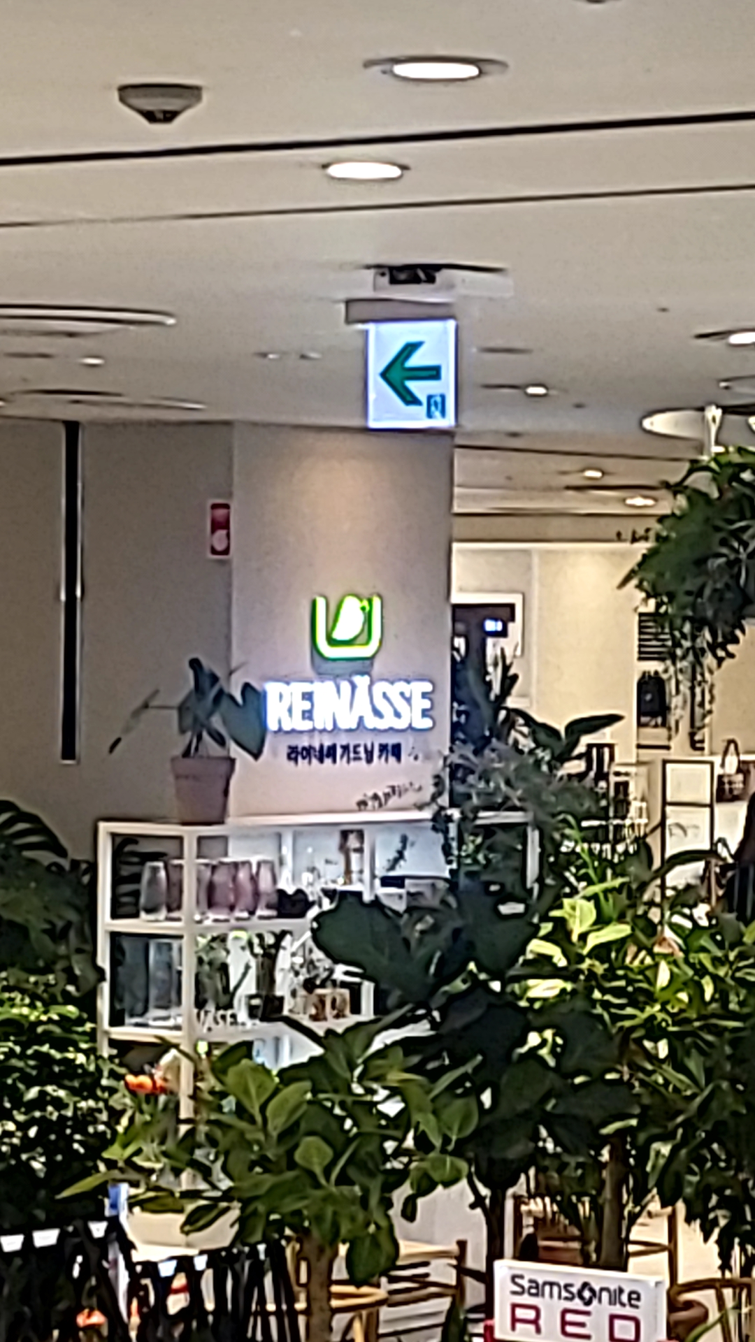 라이네쎄 롯데백화점 광복점