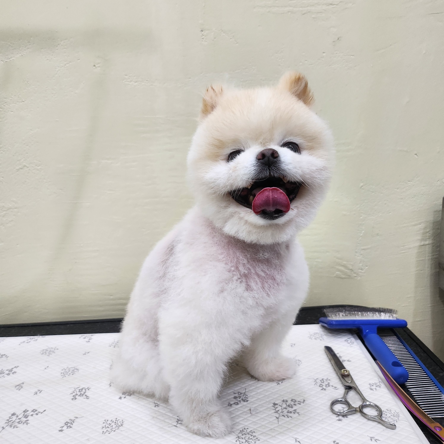 멍머니살롱 대표 이미지