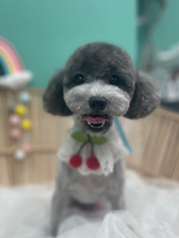 속초애견 더 이쁘개 대표 이미지