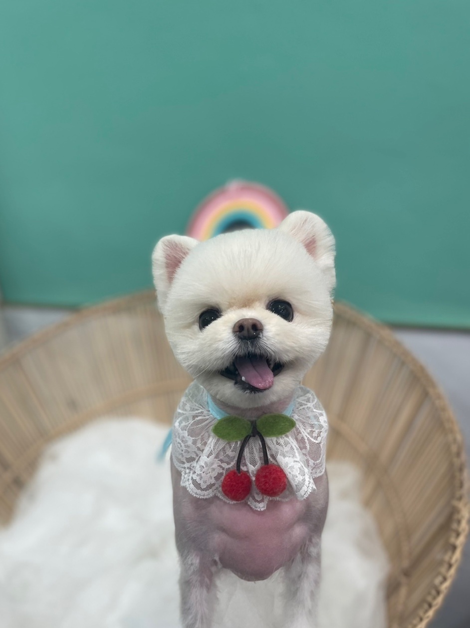 속초애견 더 이쁘개 대표 이미지
