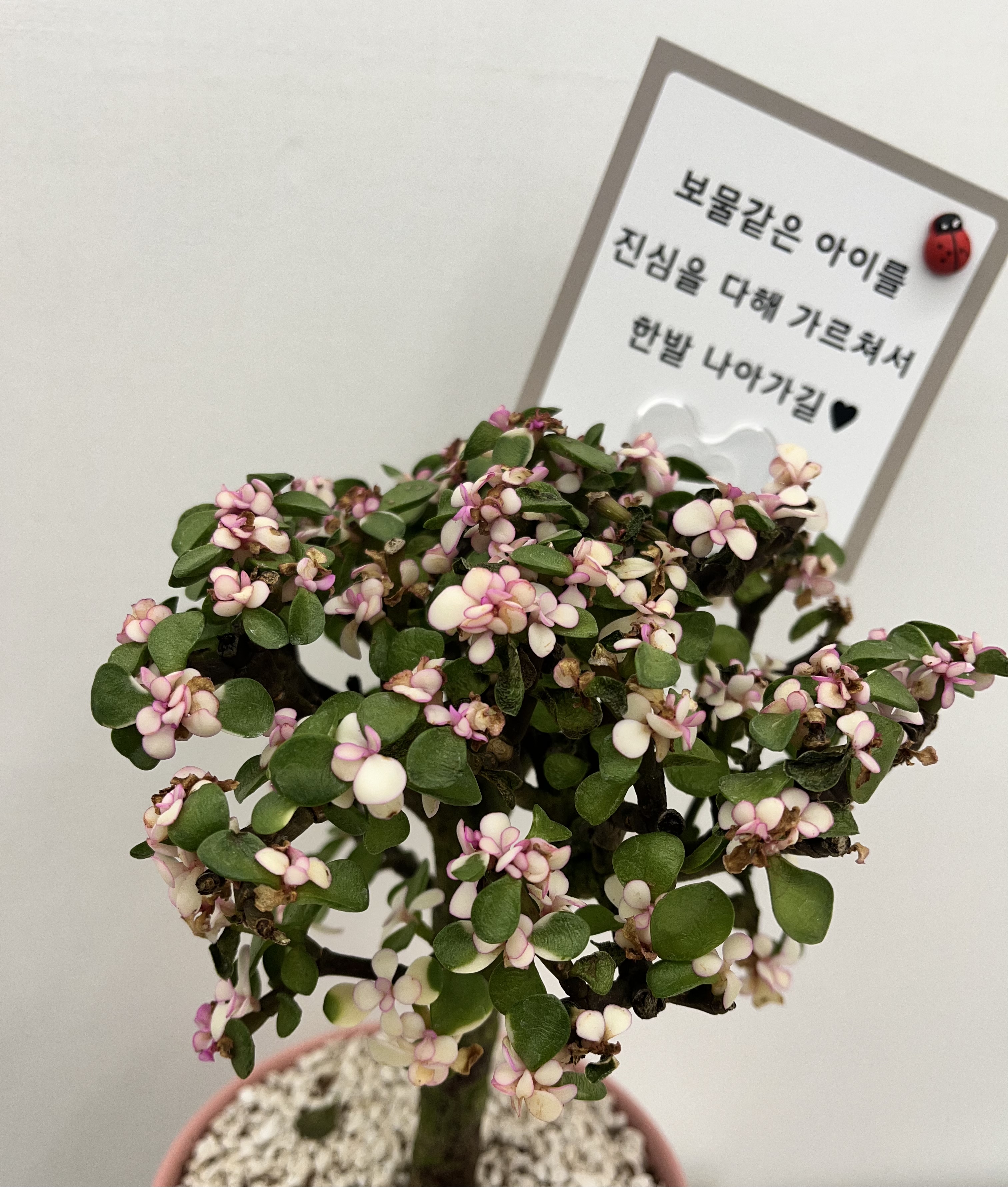 진ABA연구소 대표 이미지