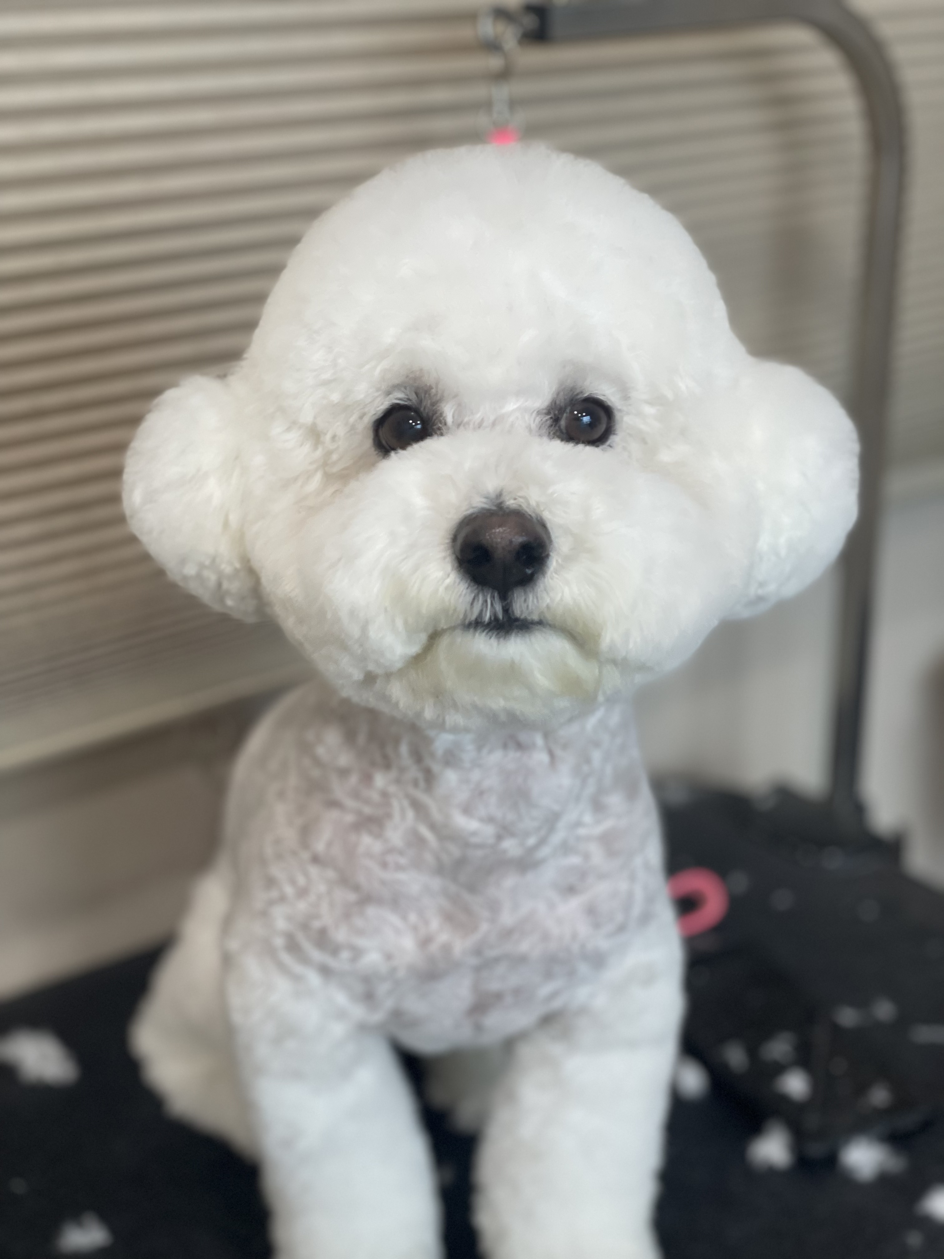 쌀강아지 대표 이미지