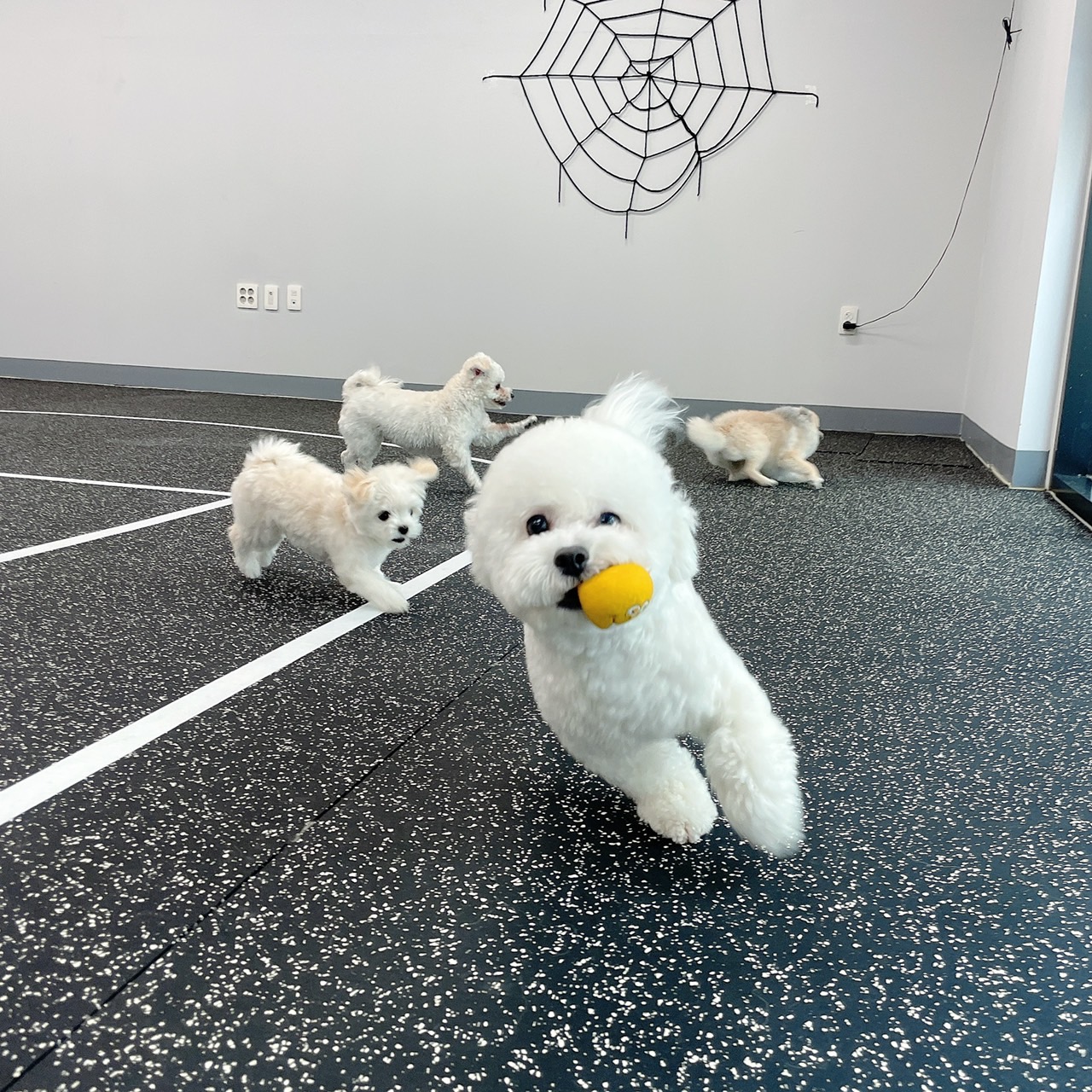 오마이멍멍 강아지유치원
