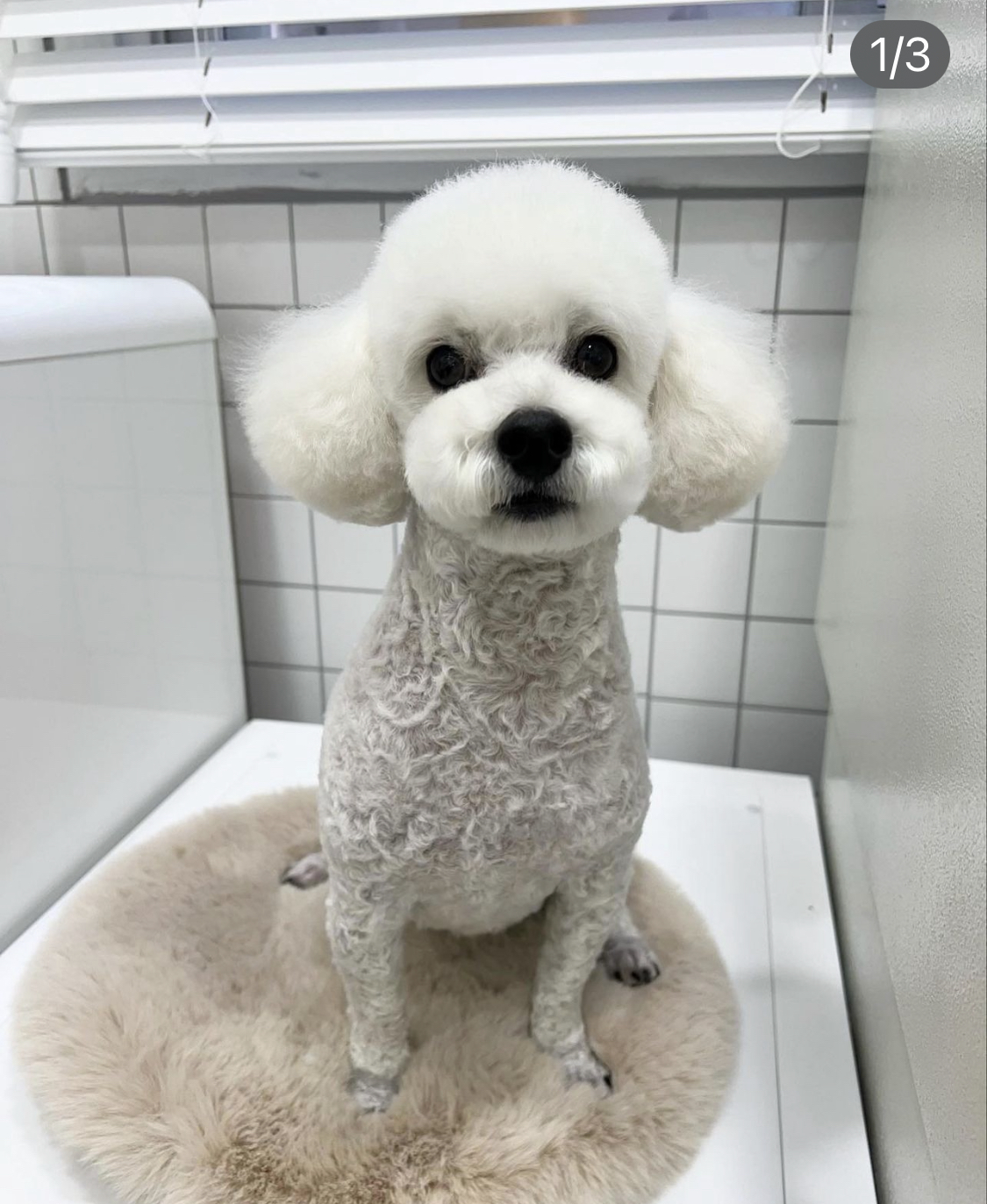파마네