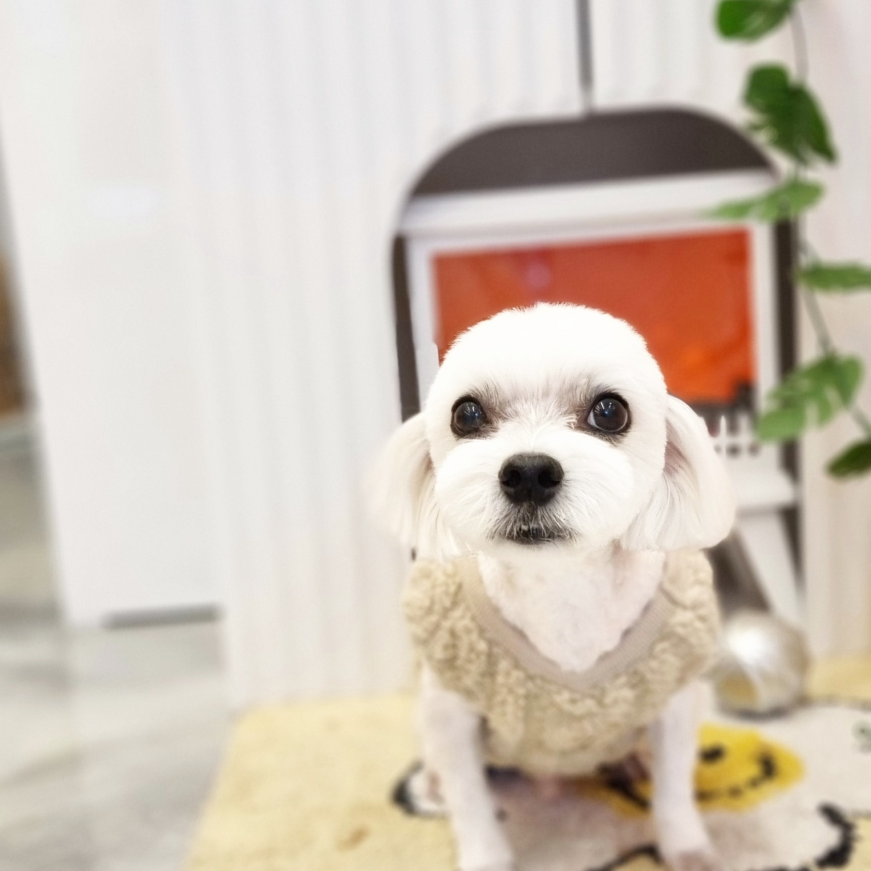 아이러브독 애견미용실 대표 이미지