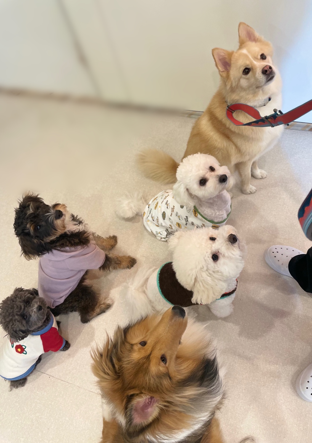 퍼피루스 대표 이미지