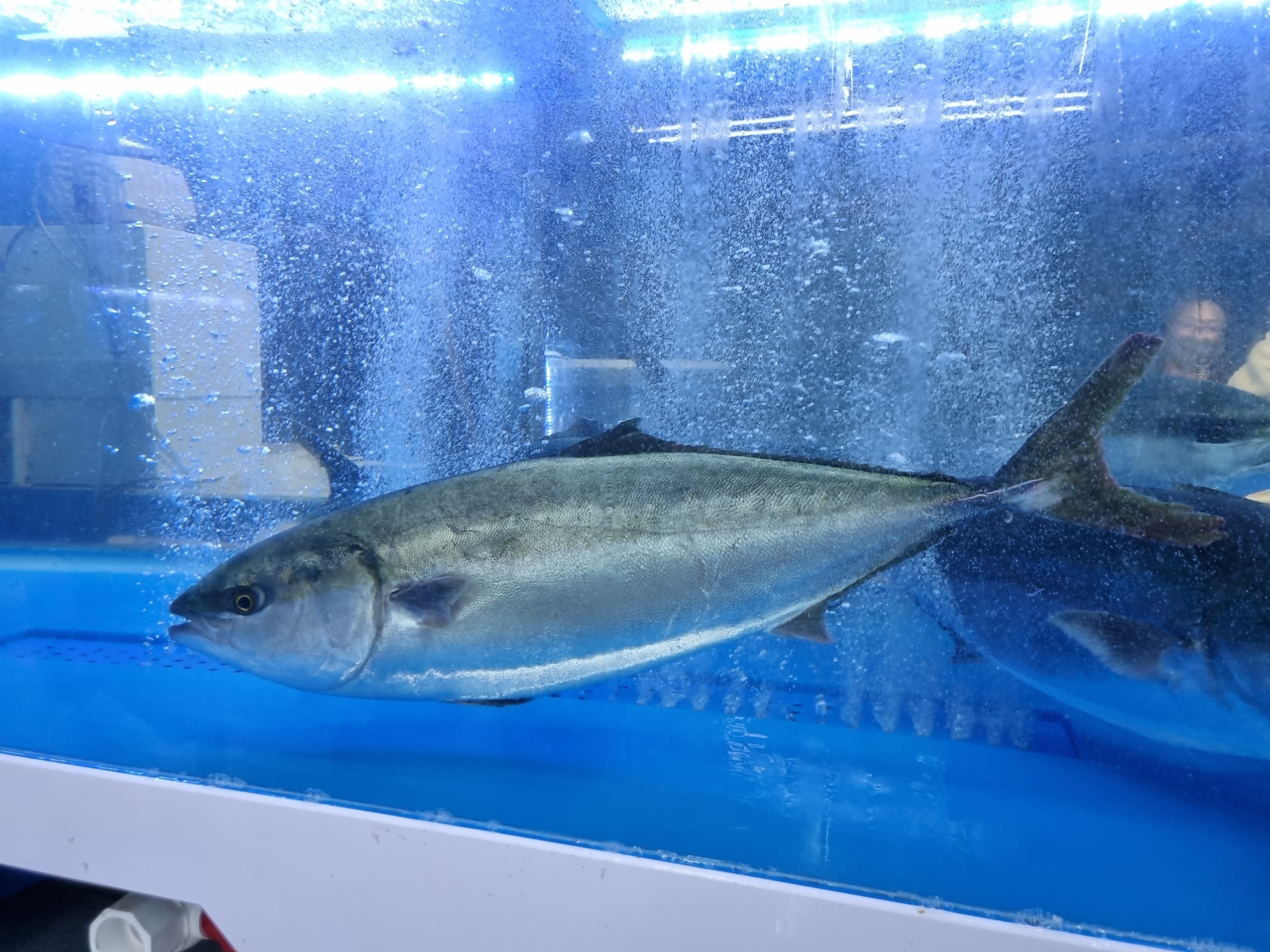 외도회수산