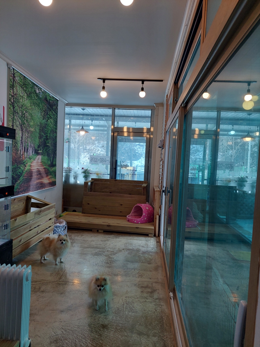 캣독 대표 이미지