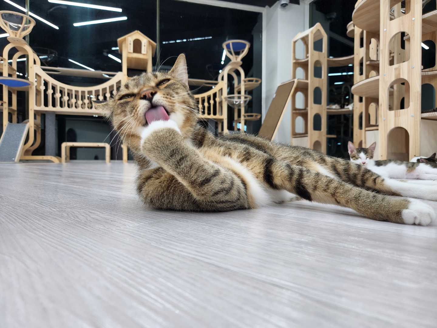 포유