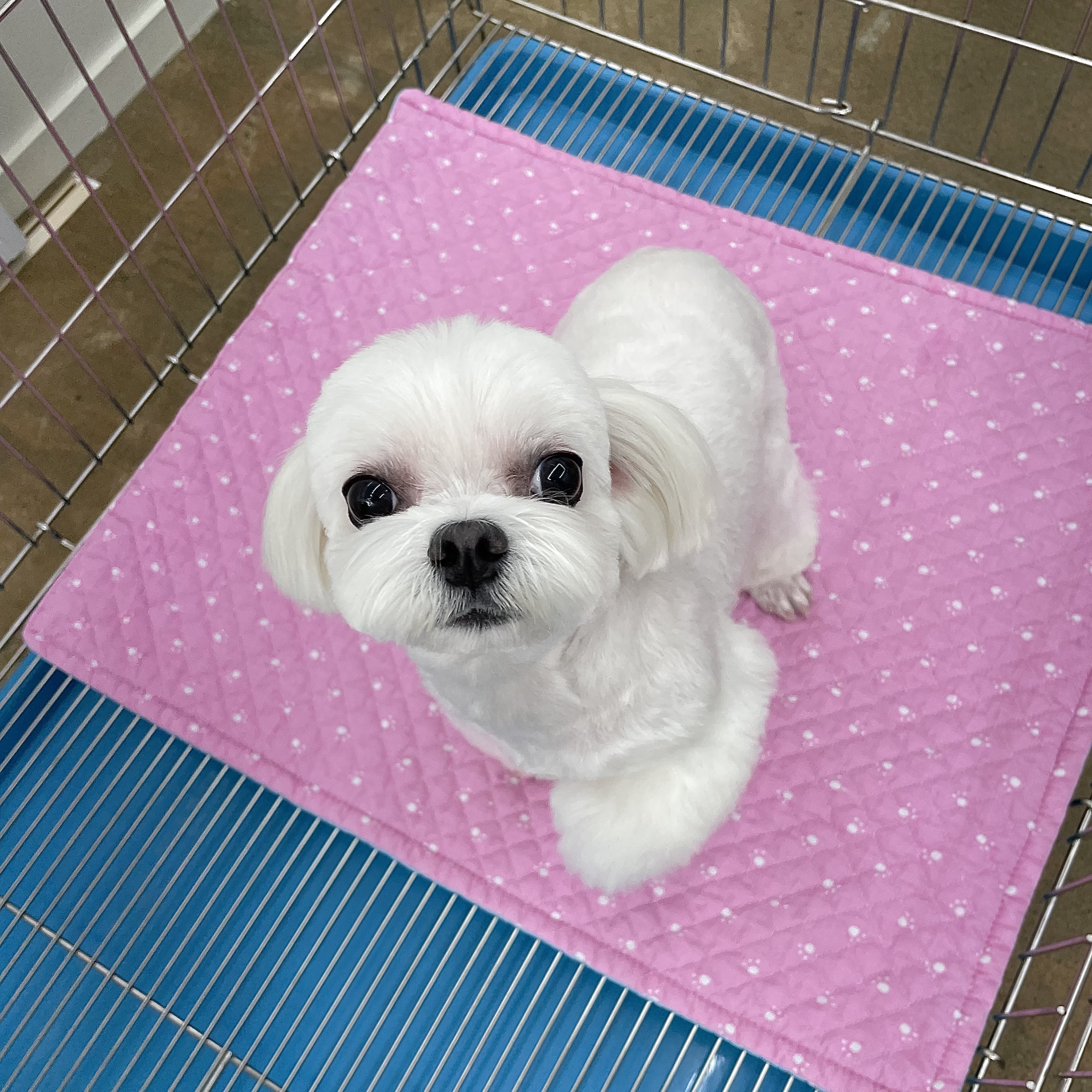 윤펫살롱 대표 이미지