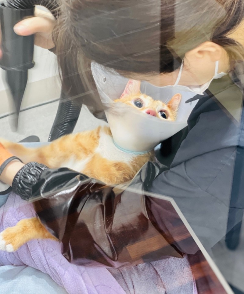 우연히캣 대표 이미지