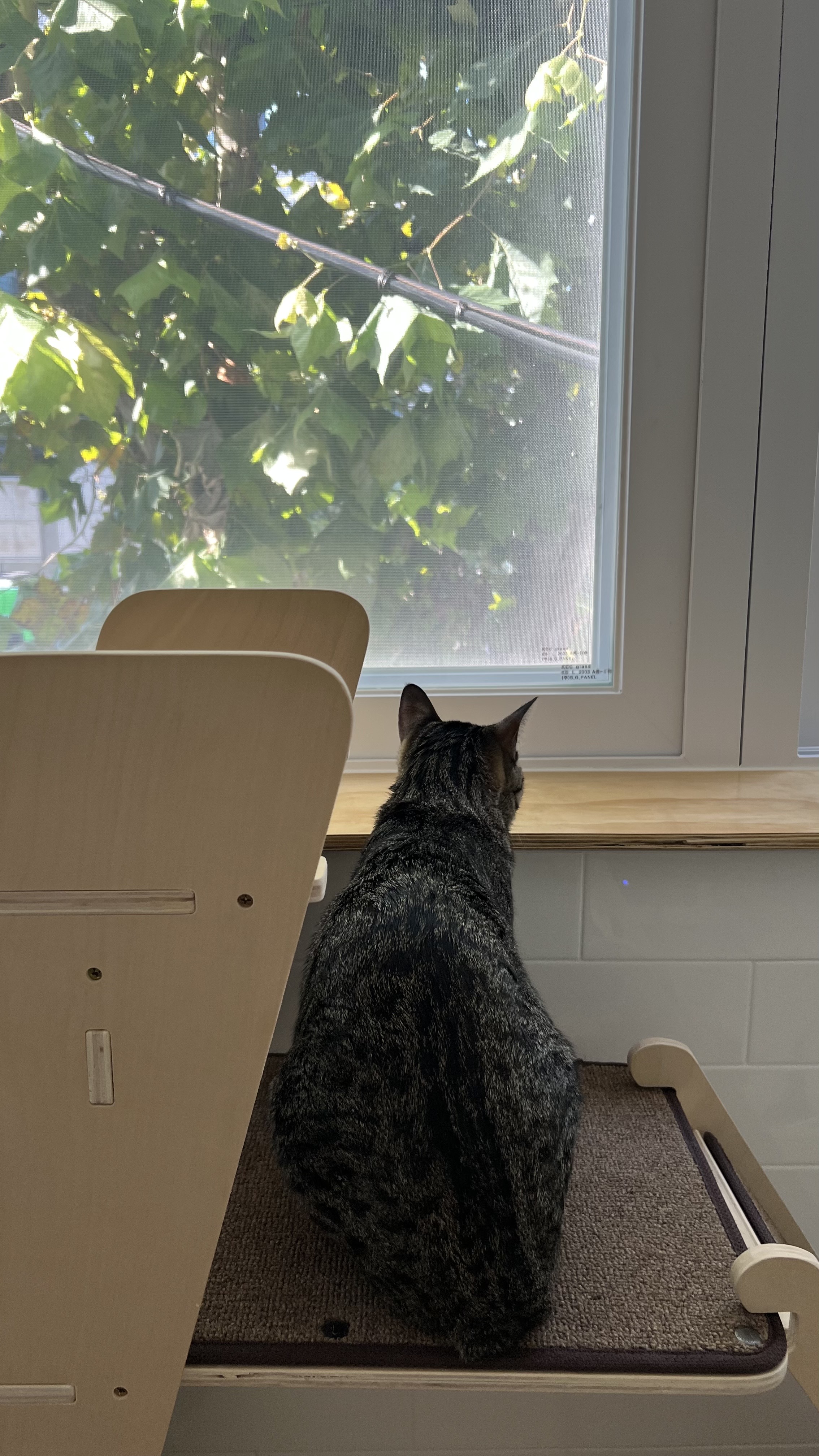 고양이미용&호텔 우연히캣 룸 이미지