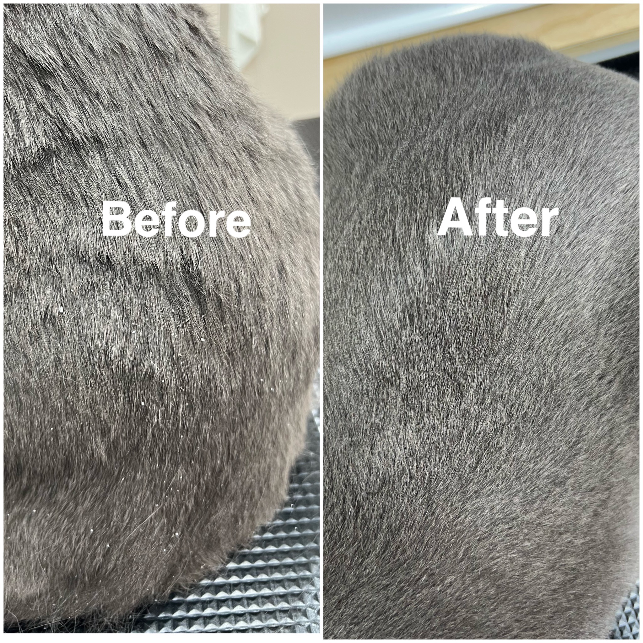 우연히캣 대표 이미지