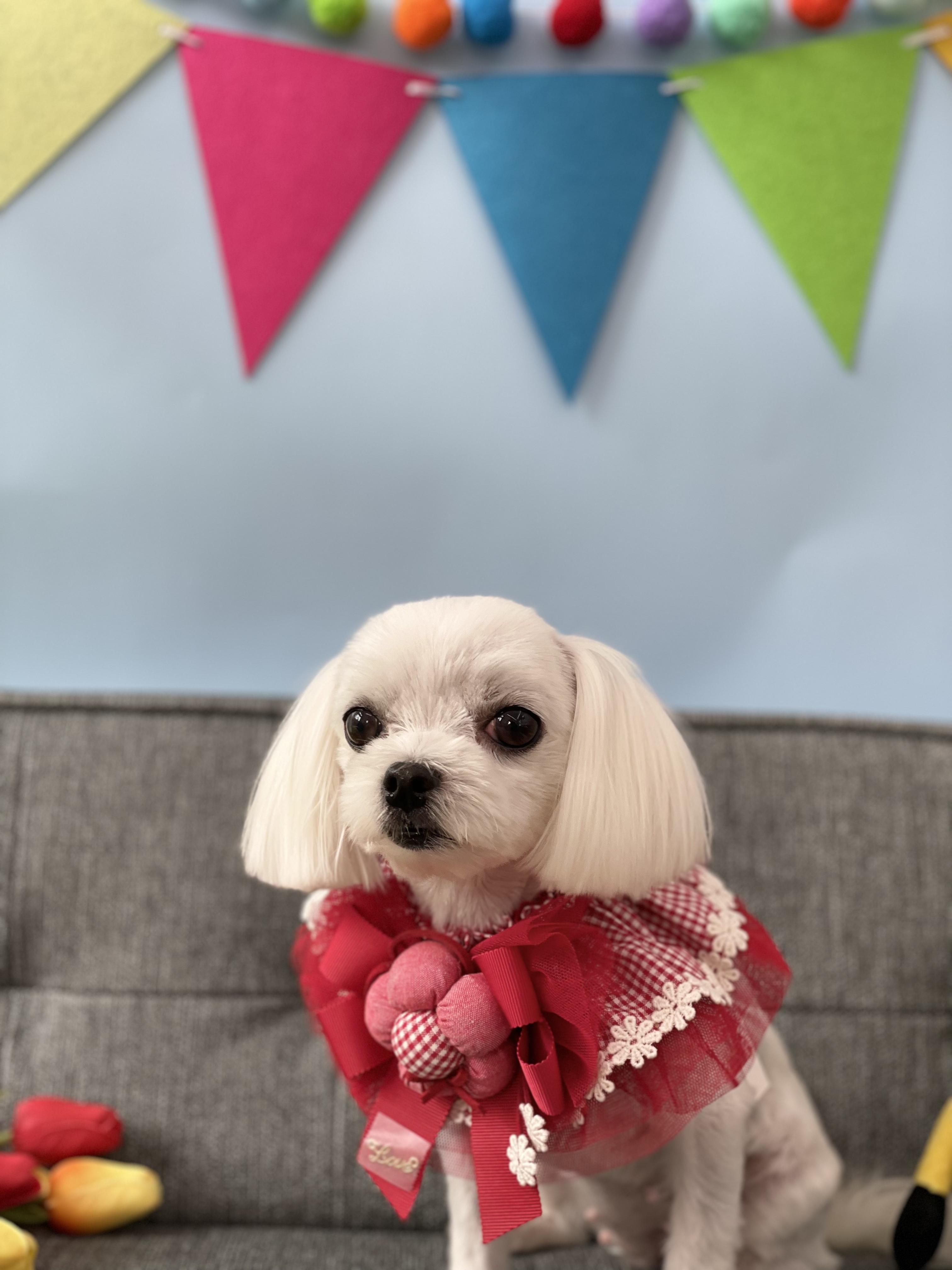 윤펫살롱 대표 이미지