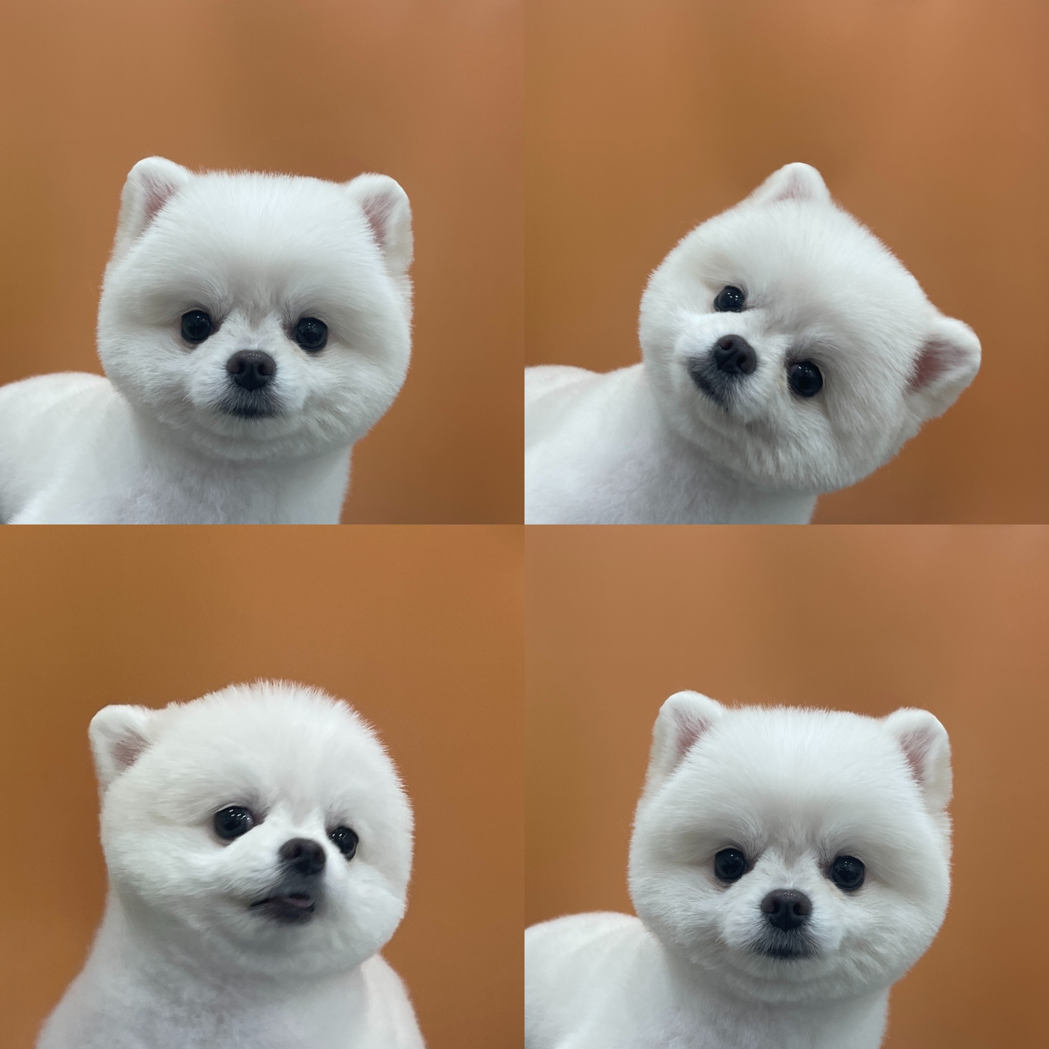 강아지 미용실 대표 이미지