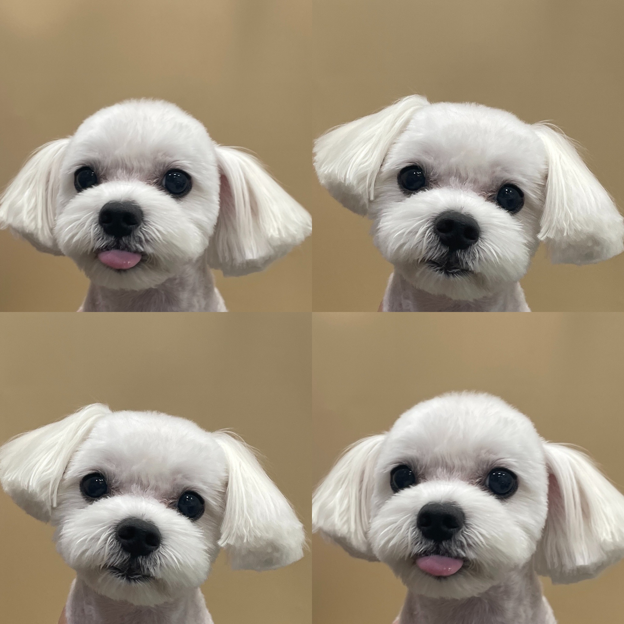 강아지 미용실 대표 이미지
