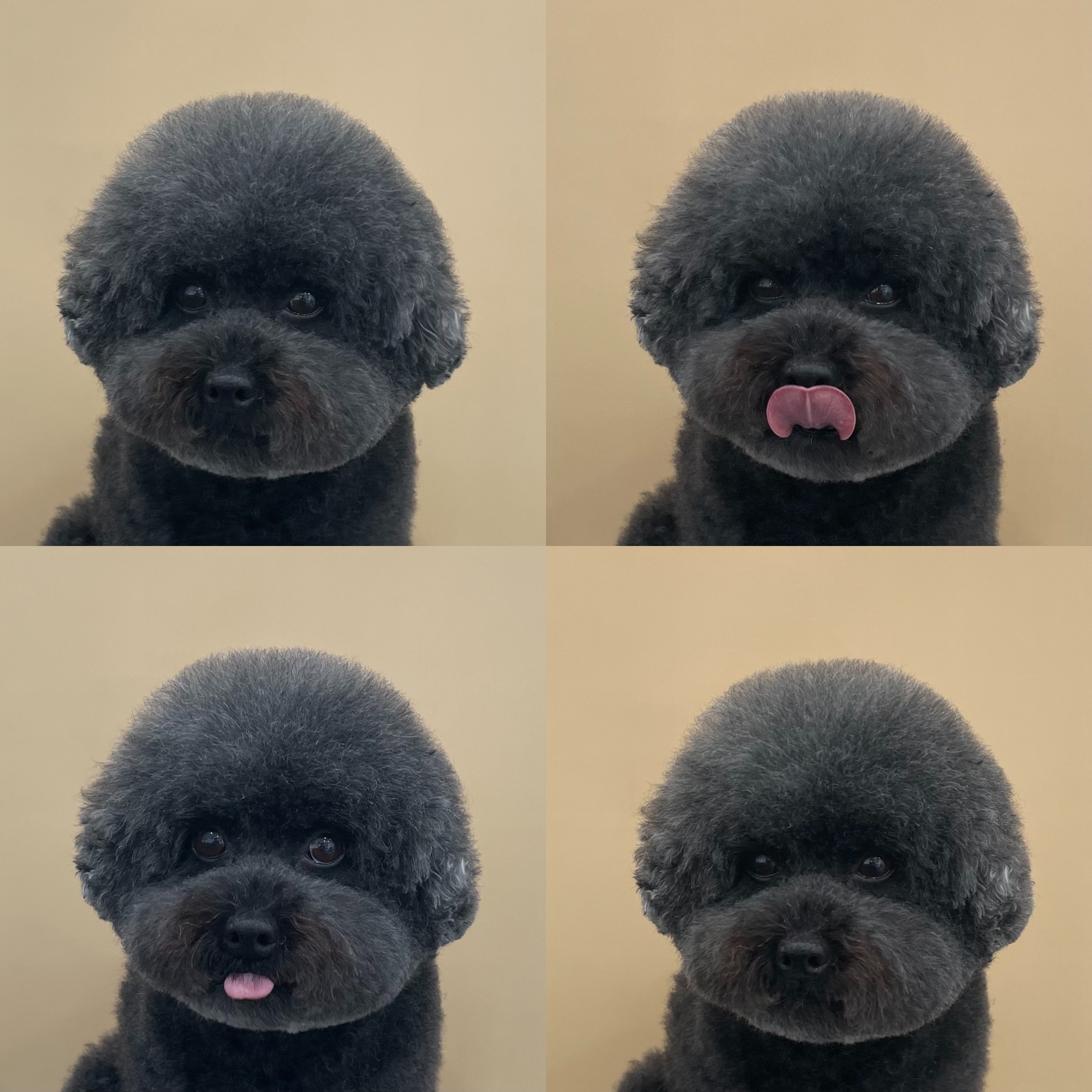 강아지 미용실 대표 이미지