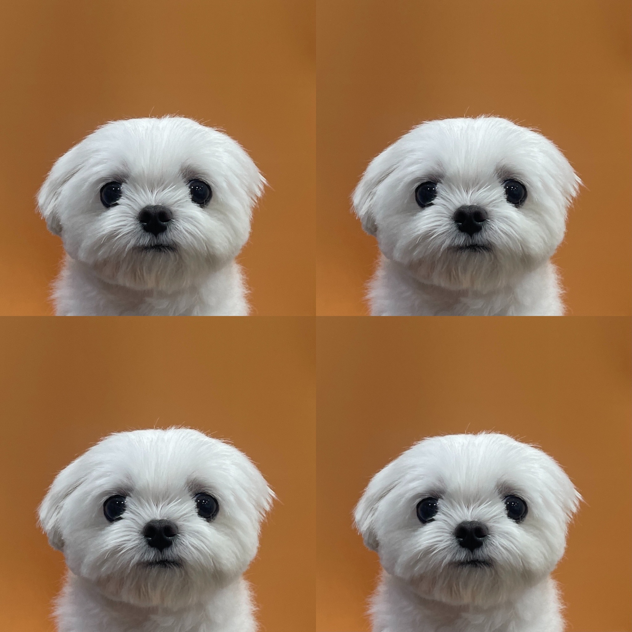 중랑 강아지미용실 이미지