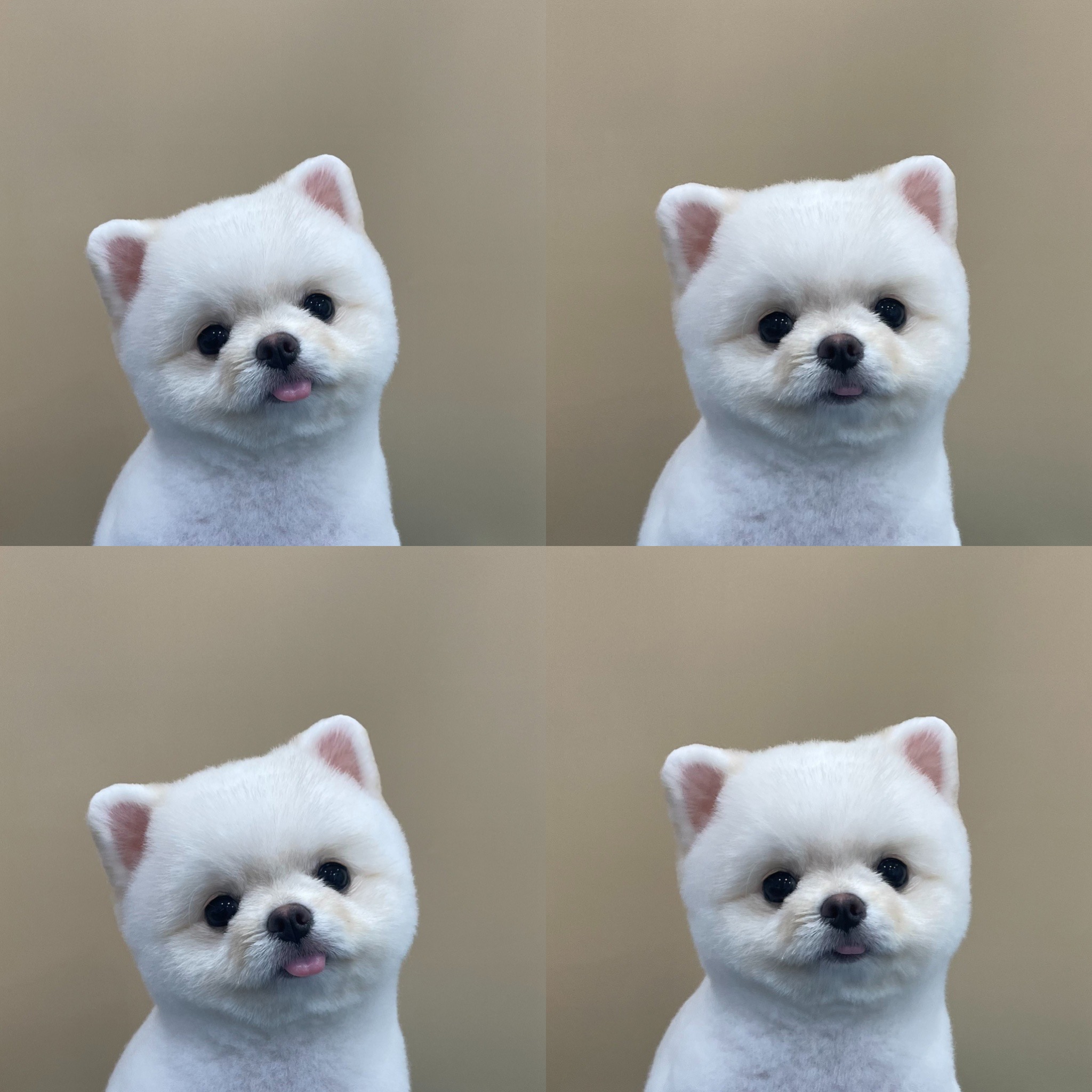 강아지 미용실 이미지