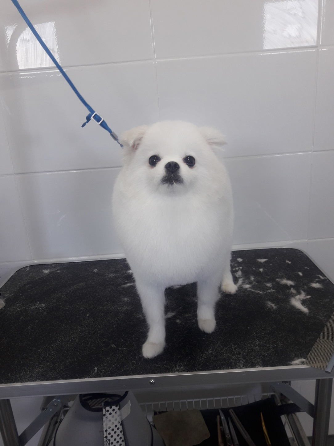 반달애견미용 대표 이미지