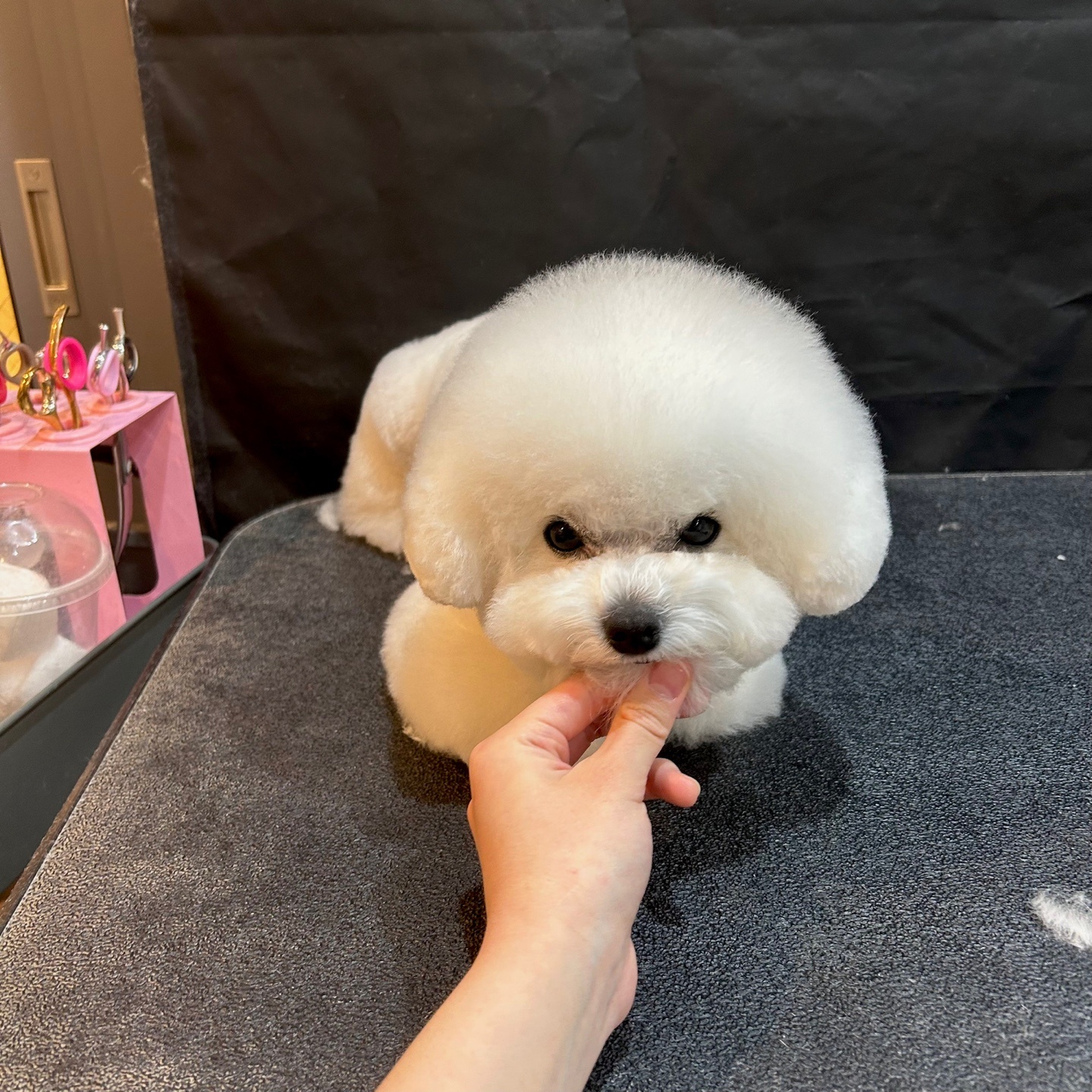 루트231 애견미용 대표 이미지