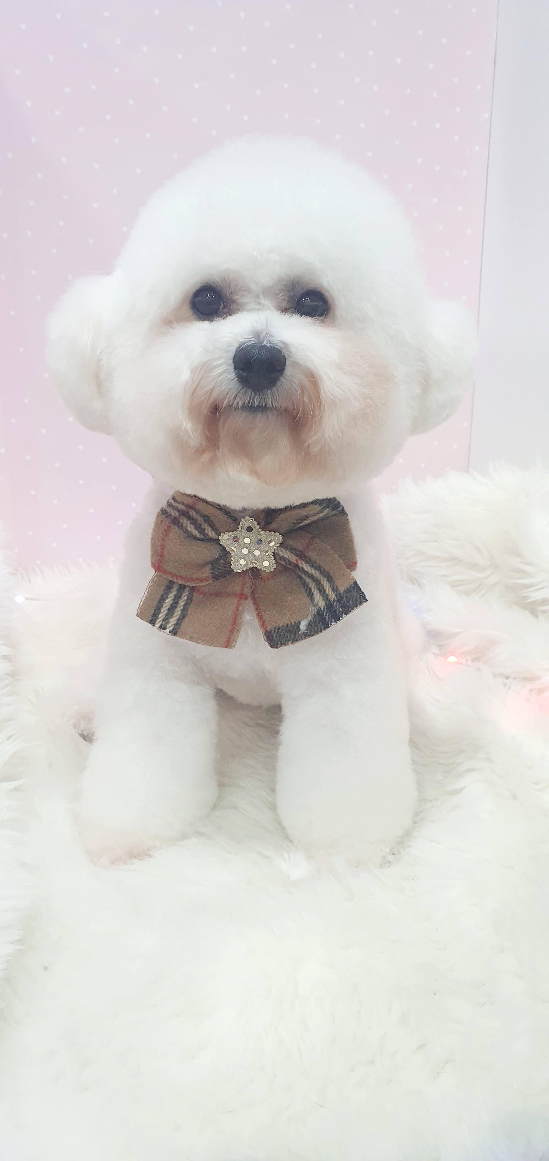 블링블링펫 대표 이미지