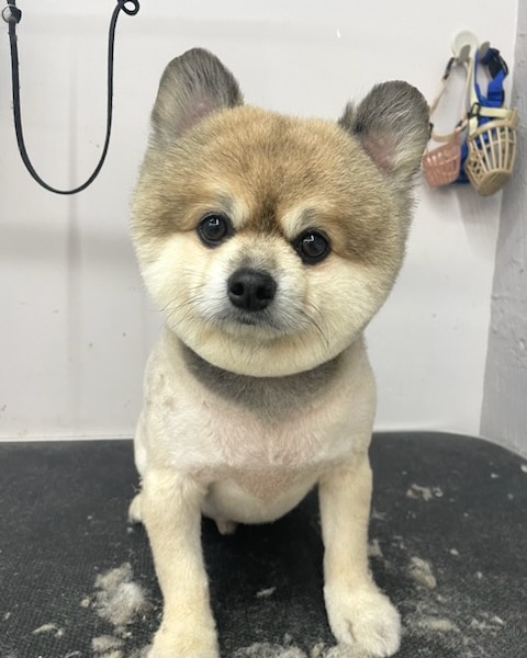 블리스펫츠