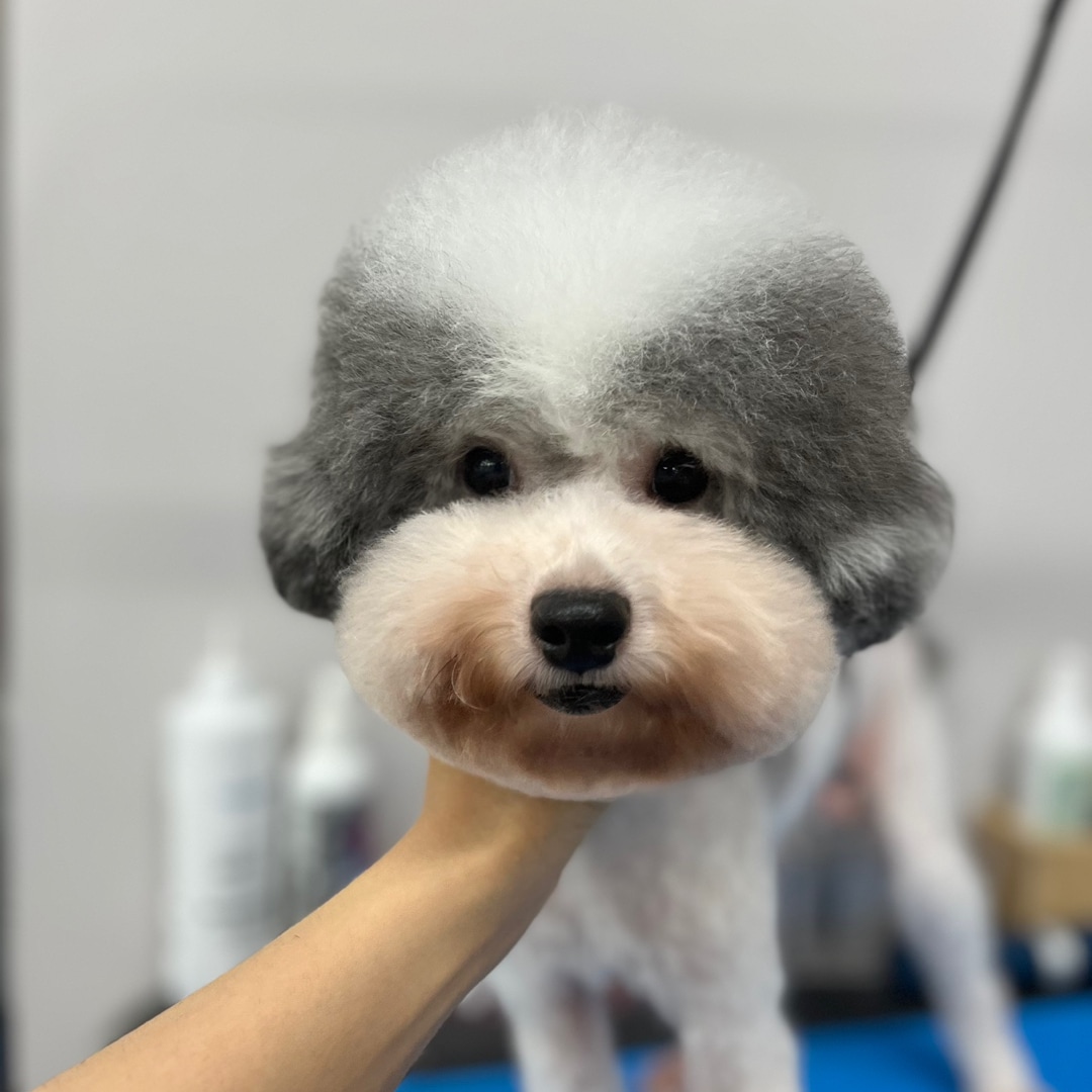 블리스펫츠