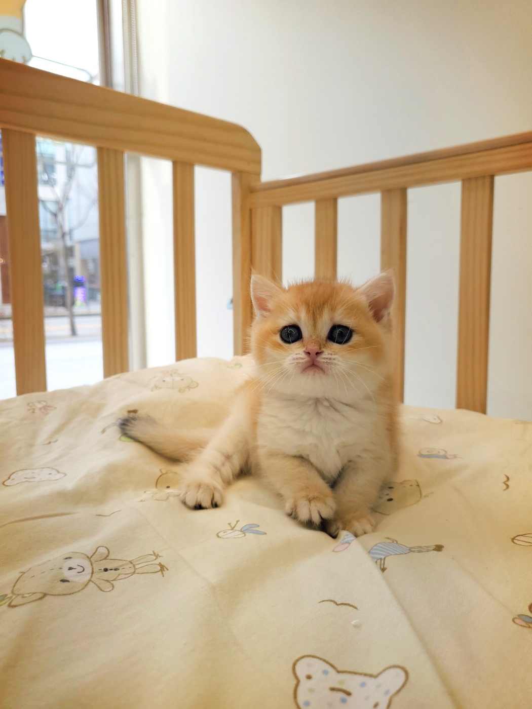 강아지한테반했냥 강아지고양이 미사점