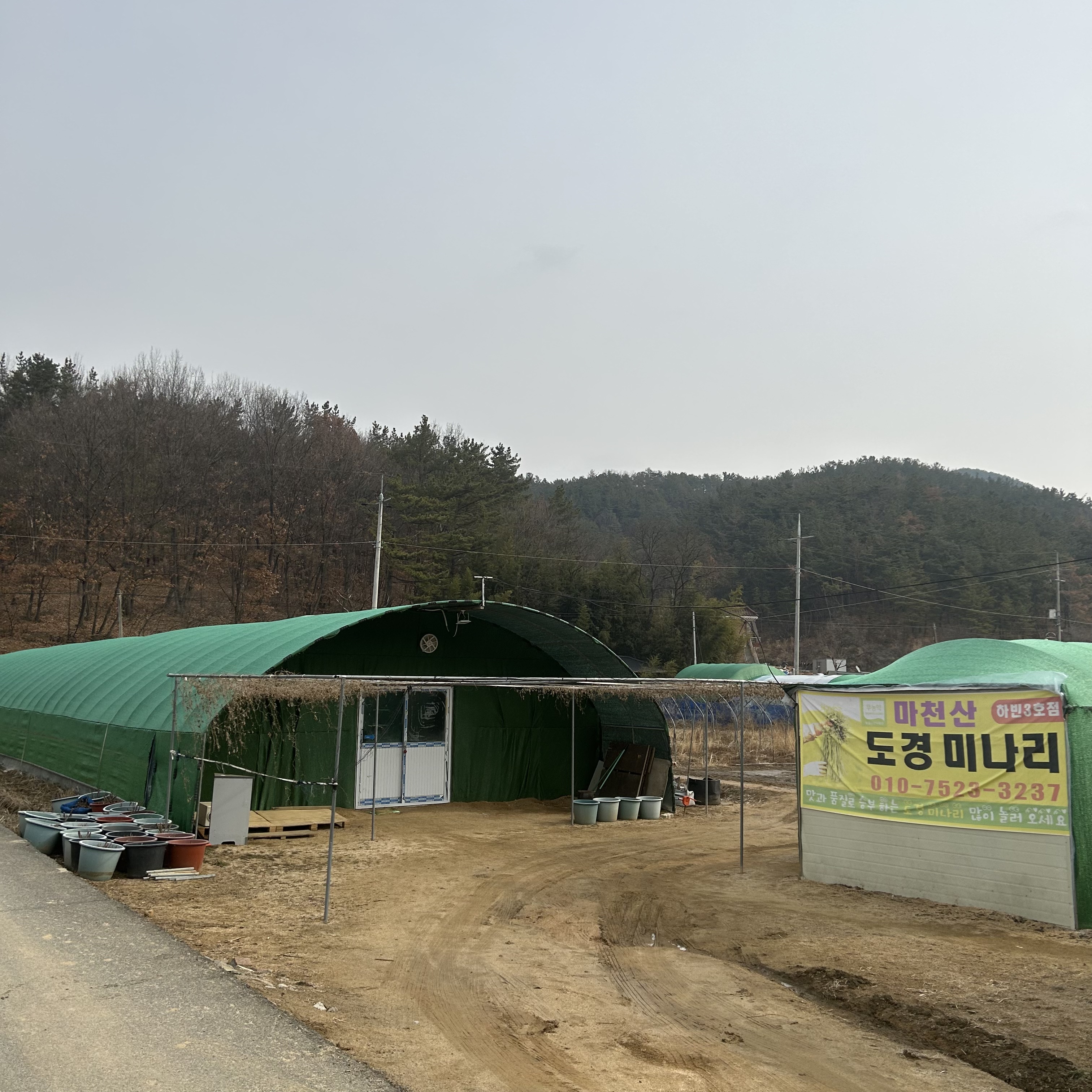 마천산도경미나리 대표 이미지