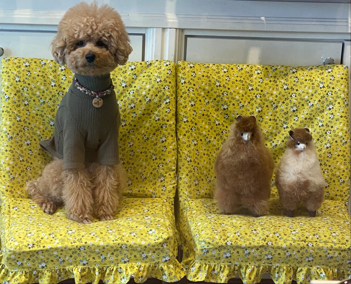 이쁜강아지 대표 이미지