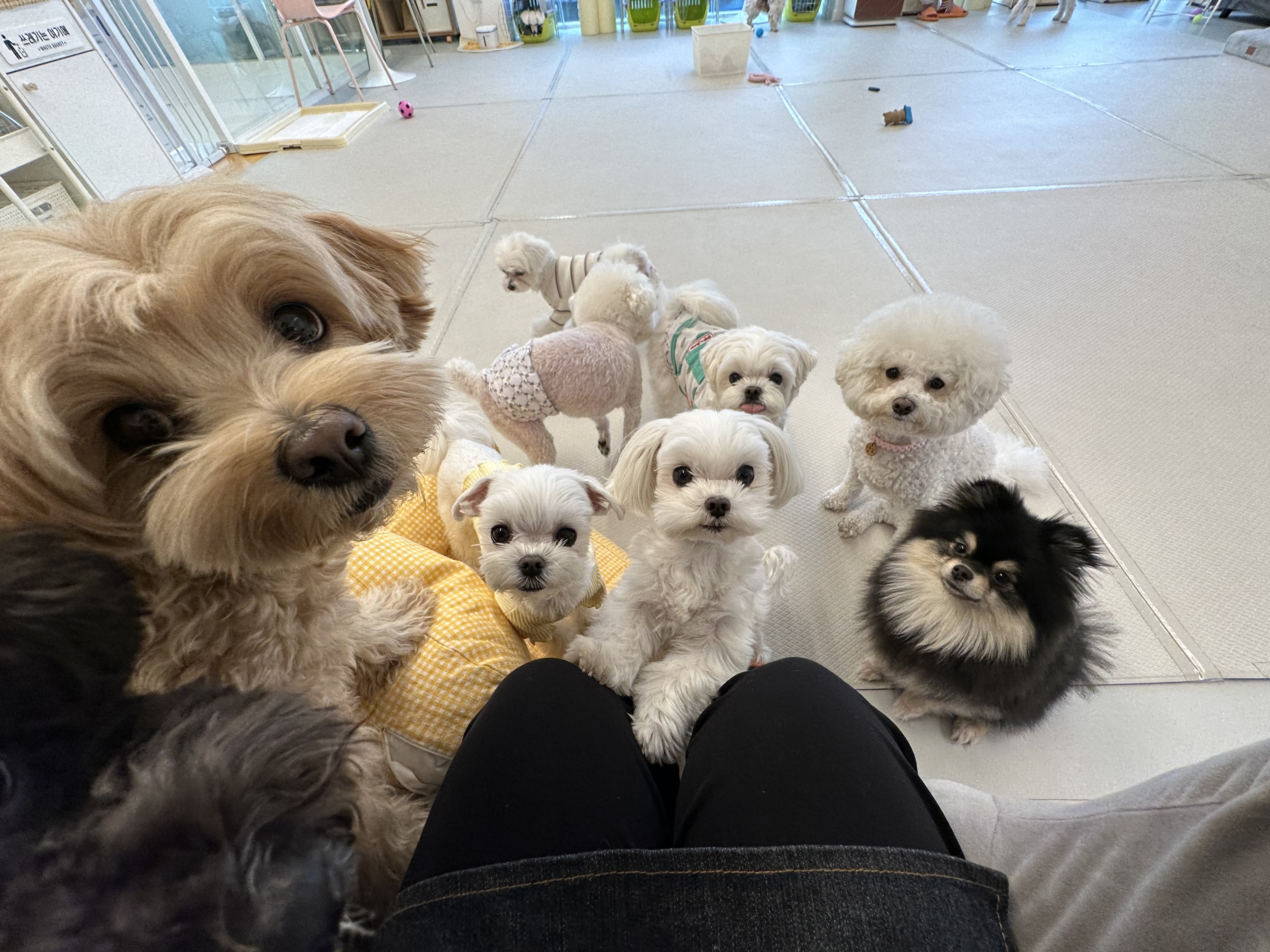 디어코코 강아지유치원 대표 이미지