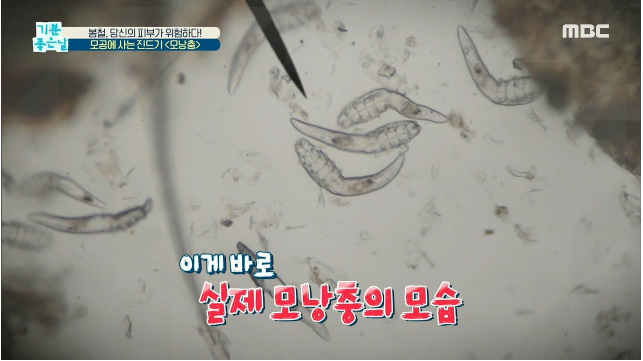 다앤모