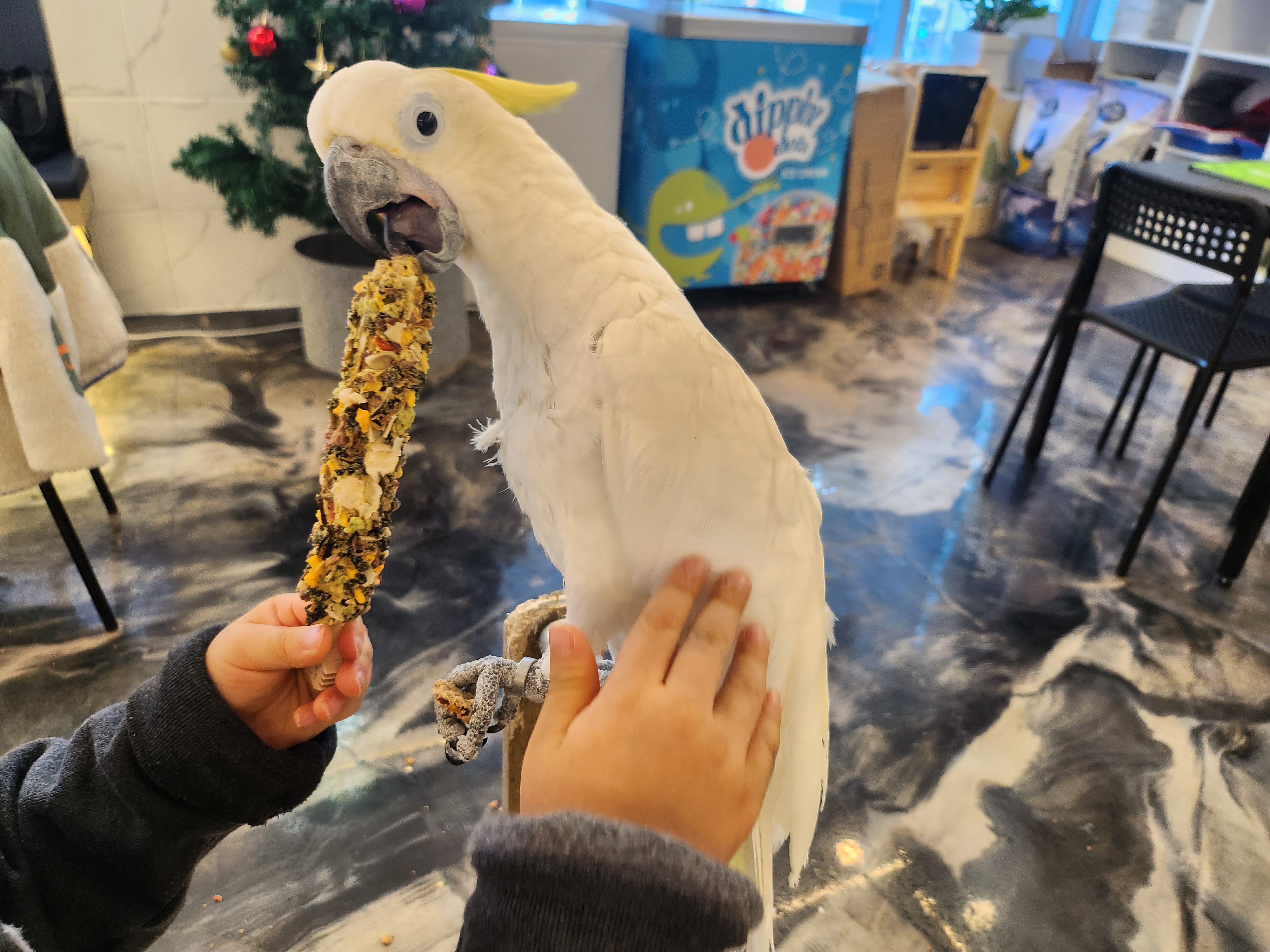 리프패럿 일광점