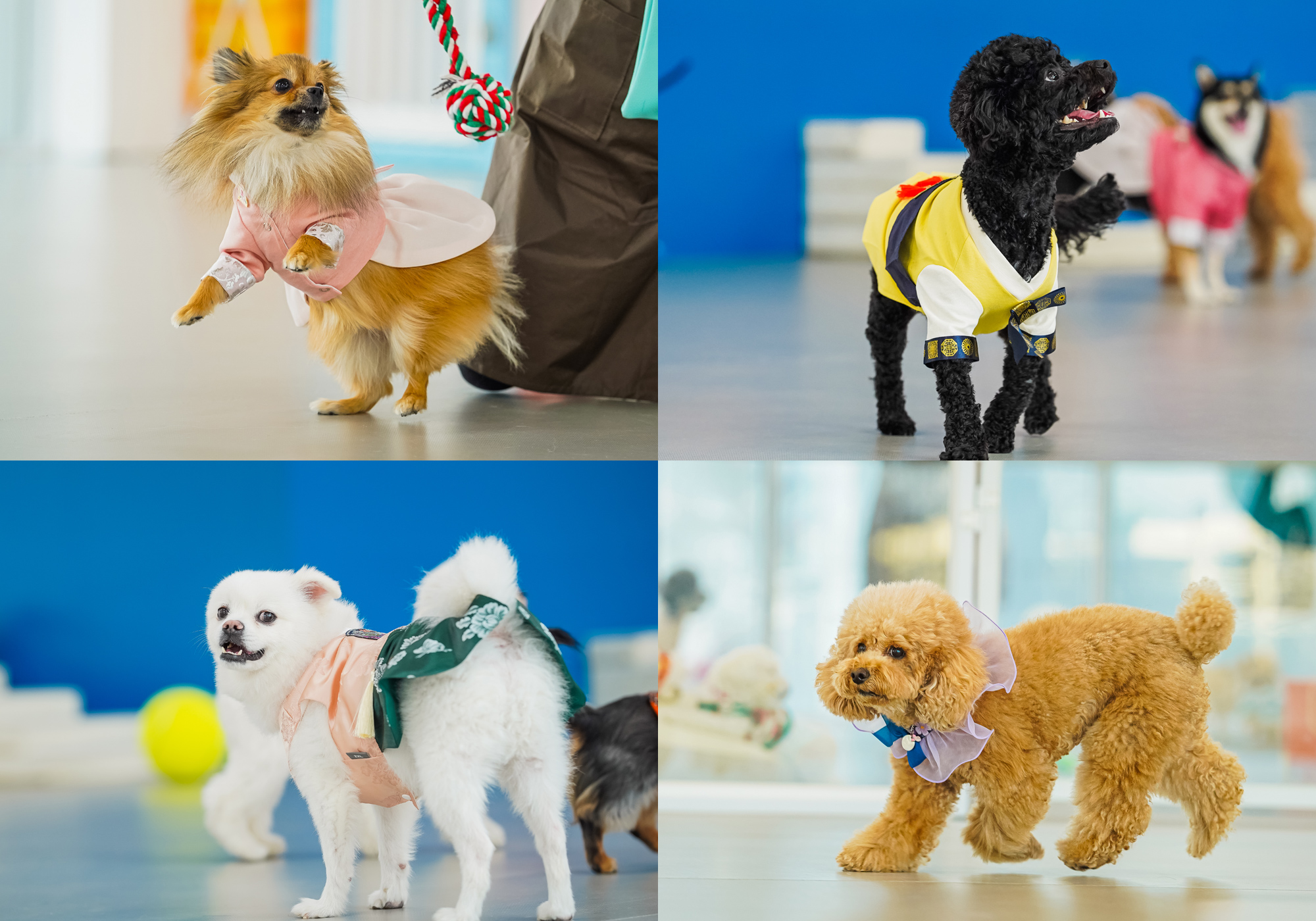 체크인독 애견유치원 대표 이미지