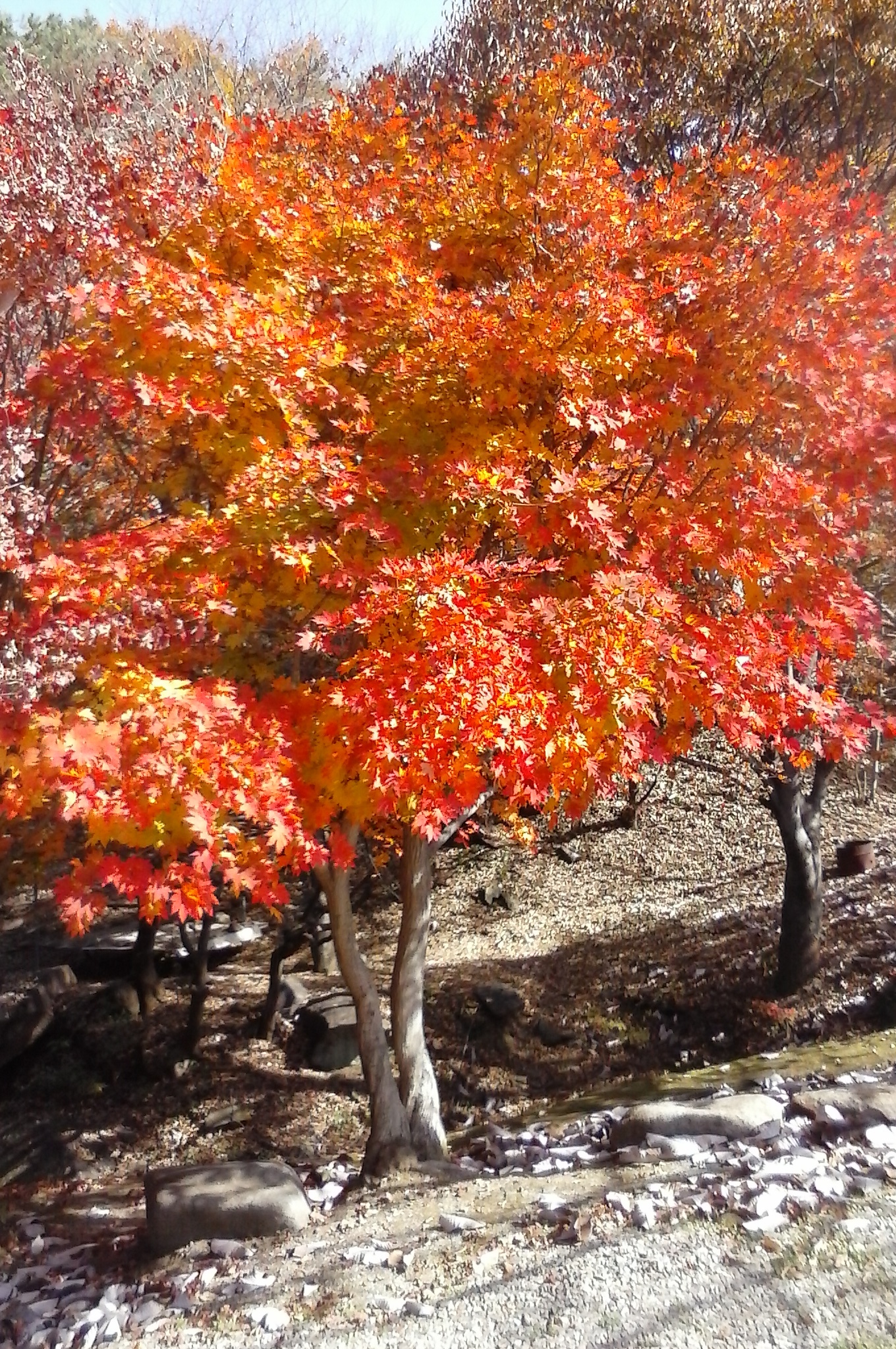연화산장
