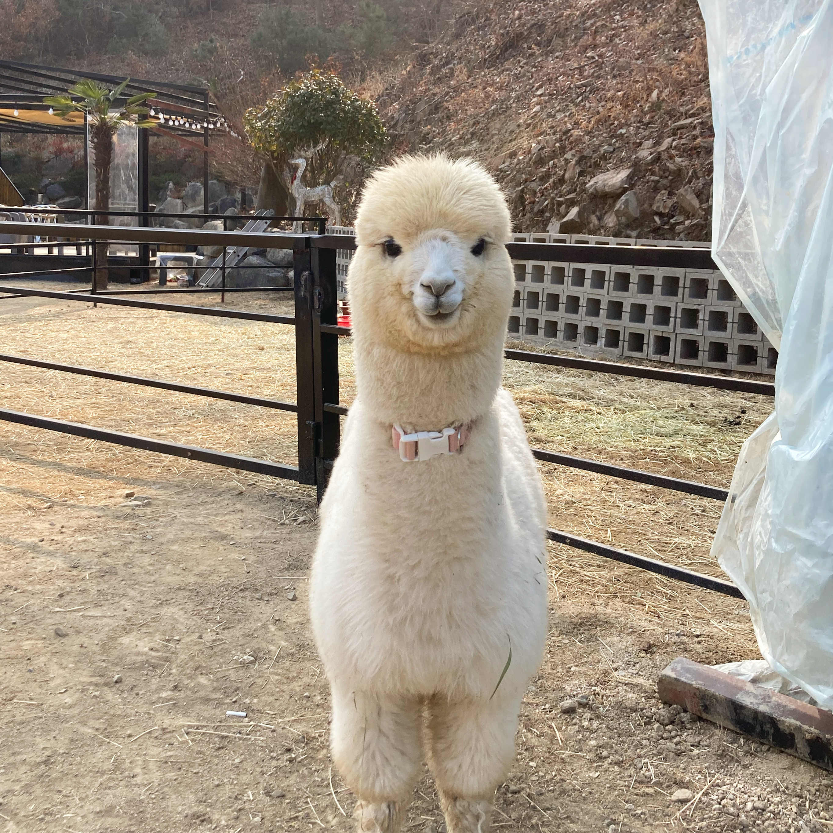집현다방 설명사진